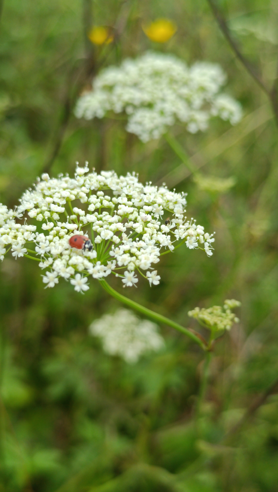 A macro shot captures a ladybug on a cluster of small white flowers. The ladybug, a vibrant red with black spots, is positioned on the upper left portion of the bloom. The flowers are delicate and appear to be part of a larger umbel. The background is softly blurred, with hints of green foliage and two out-of-focus yellow wildflowers, suggesting an outdoor, natural setting. There are no people visible in the image, and the scene does not contain any elements that would specifically indicate its location within the city of Karsha, Russia.