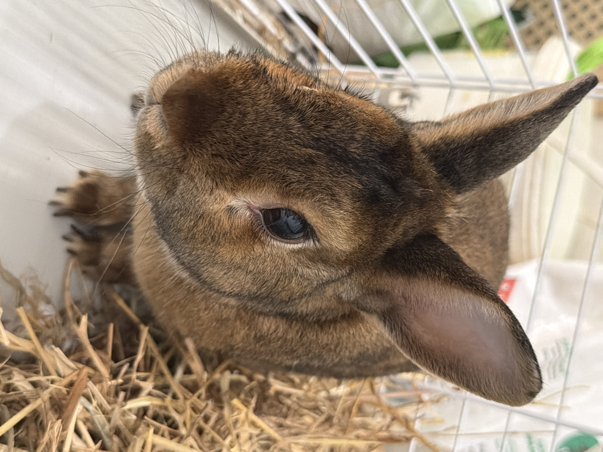 A close-up, eye-level shot shows a brown rabbit's head and upper body. The rabbit is positioned in the center of the frame, facing left and slightly upwards. Its fur is a mix of brown and darker tones, with prominent whiskers extending from its muzzle. The rabbit's right eye is visible, dark and reflective. Its ears are long and upright, with the left ear slightly angled forward. The rabbit is situated within a cage, with white bars visible along the left and top edges of the image. A portion of dried straw is visible to the right and behind the rabbit, forming part of its bedding. The background is blurred, suggesting a shallow depth of field, with hints of white and green. No people or any recognizable landmarks of Solikamsk, Russia are present in this image.