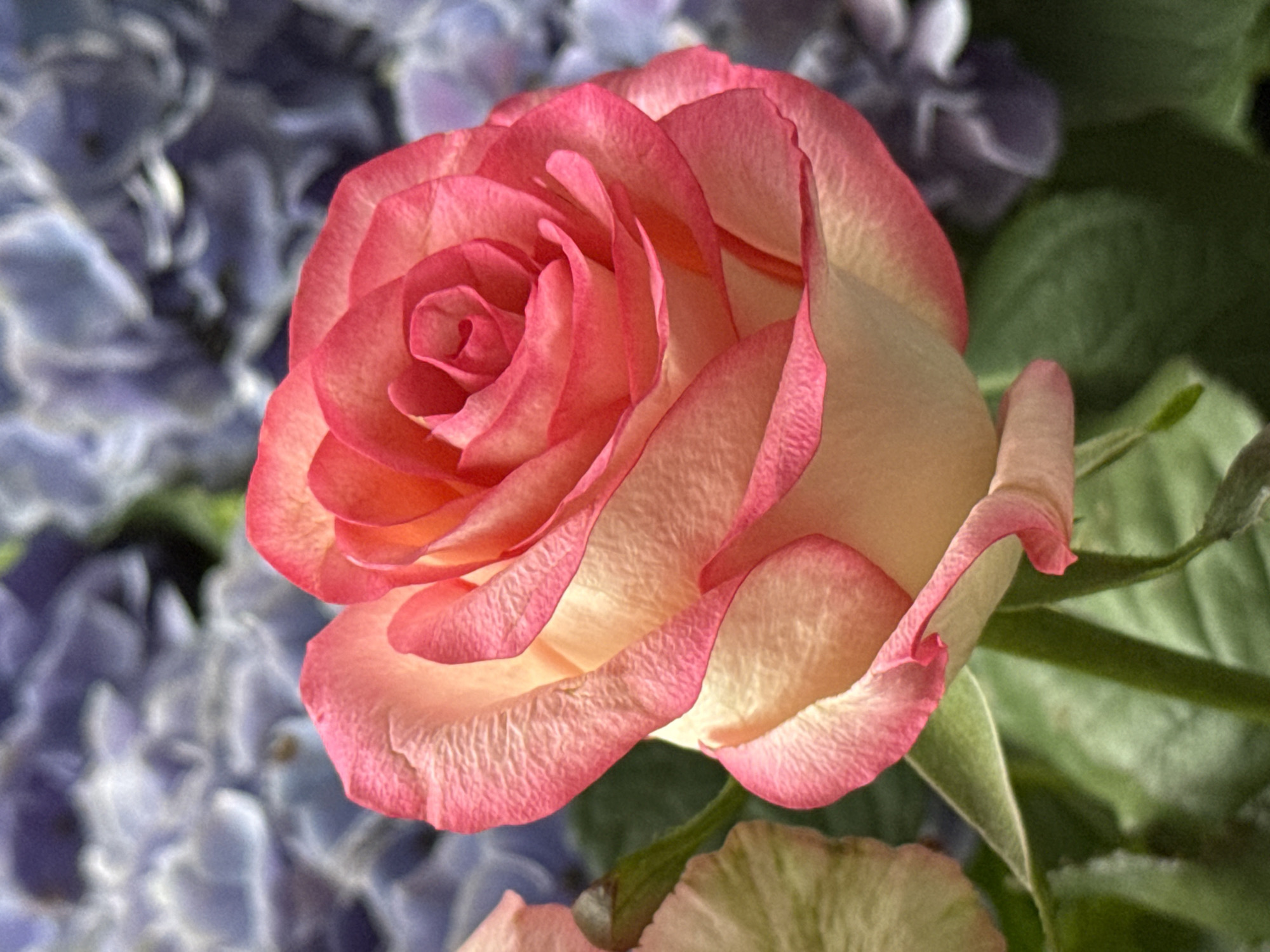 The image is a close-up, vertical shot of a blooming rose with vibrant pink edges and a soft yellow center. The rose's petals are unfurling, revealing a spiral pattern at its core. The background is a soft, blurred bokeh of purple and blue flowers, likely hydrangeas, with hints of green foliage. There is no indication of location in Bad Sachsa, Germany, or any people, actions, or interactions.