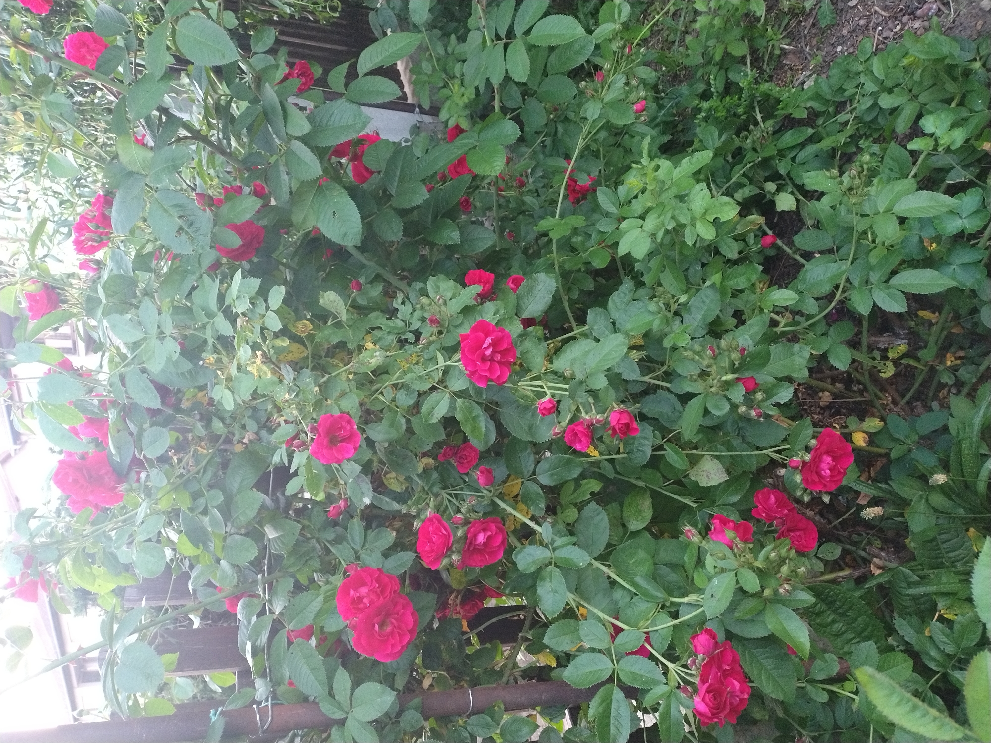 The image shows a close-up view of a dense bush of pink roses. The roses are in various stages of bloom, with some fully open and others still in bud. The leaves are a vibrant green, and the stems are woody and thorny. In the background, a wooden fence and a building can be partially seen. The overall impression is one of lush, natural beauty. The image appears to be taken outdoors, likely in a garden setting.