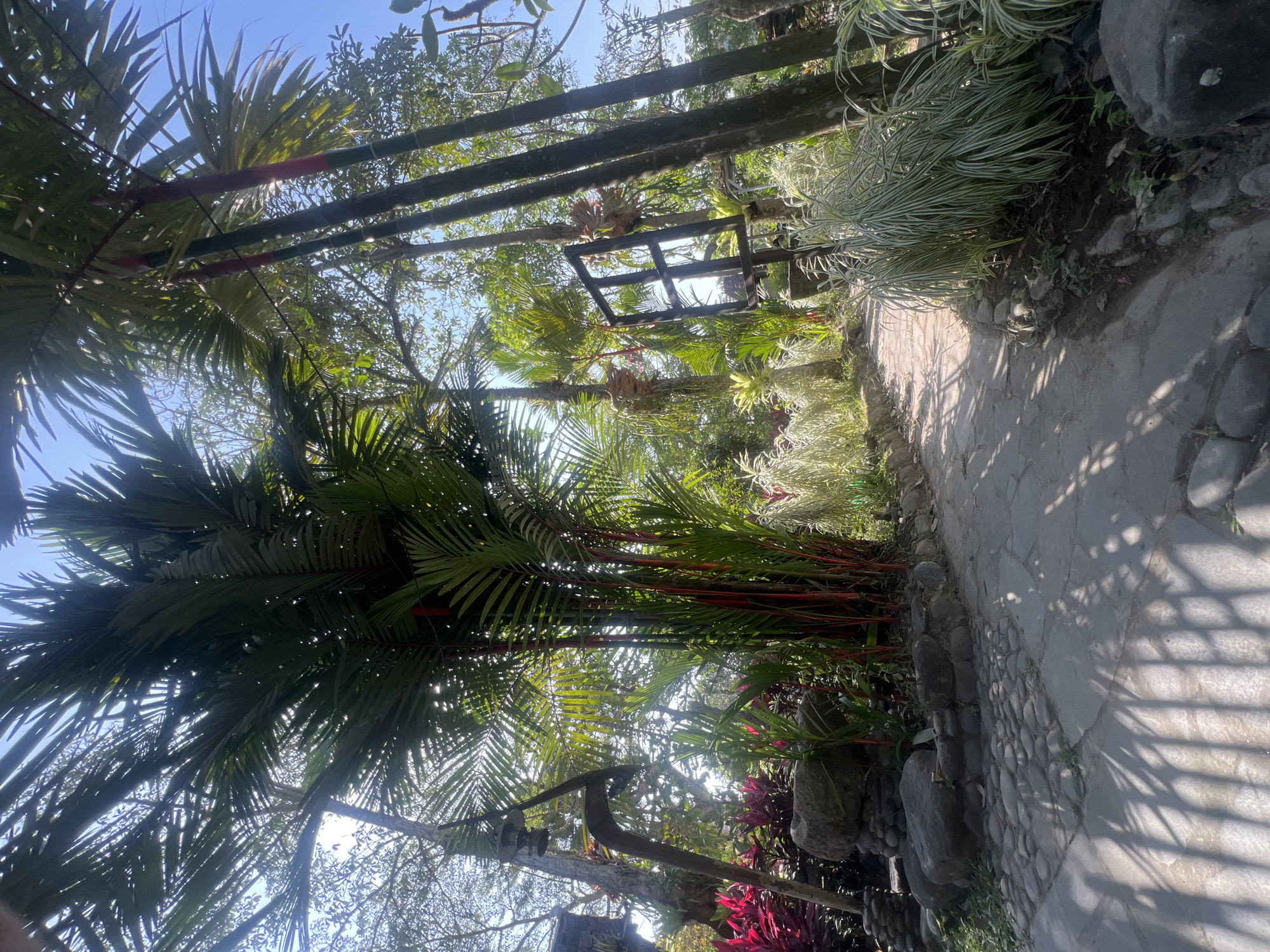 The image depicts a serene garden pathway in Tlogoadi, Indonesia, bathed in bright sunlight. The pathway, paved with irregular flagstones and bordered by pebbles, meanders through lush tropical foliage. Towering palm trees with vibrant red stalks dominate the scene, their fronds casting intricate shadows on the ground. To the left, a cluster of bright red plants adds a splash of color. The right side of the path is lined with tall, slender plants with variegated green and white leaves. In the background, a dark, square wooden frame is visible, possibly an artistic installation or part of a garden feature. The overall atmosphere is tranquil and natural, suggesting a well-maintained botanical garden or a private garden oasis.