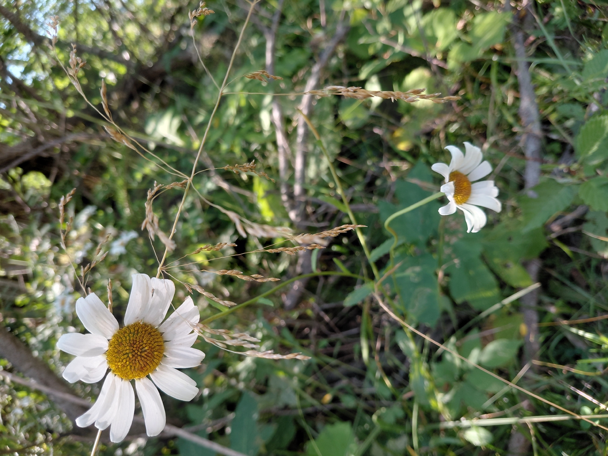 The image captures a close-up view of two white daisies with yellow centers, set against a blurred background of green foliage and branches. One daisy is prominently featured in the upper left quadrant, its white petals slightly curled and its yellow center detailed. The second daisy is smaller and positioned in the lower right quadrant, also with white petals and a yellow center. Several stalks of dried grass with small seed heads are visible, some hanging down and others extending across the frame. The environment suggests an outdoor setting, possibly a meadow or garden, with natural light filtering through. There is no indication of the city of Chernyk, Ukraine, in the image.