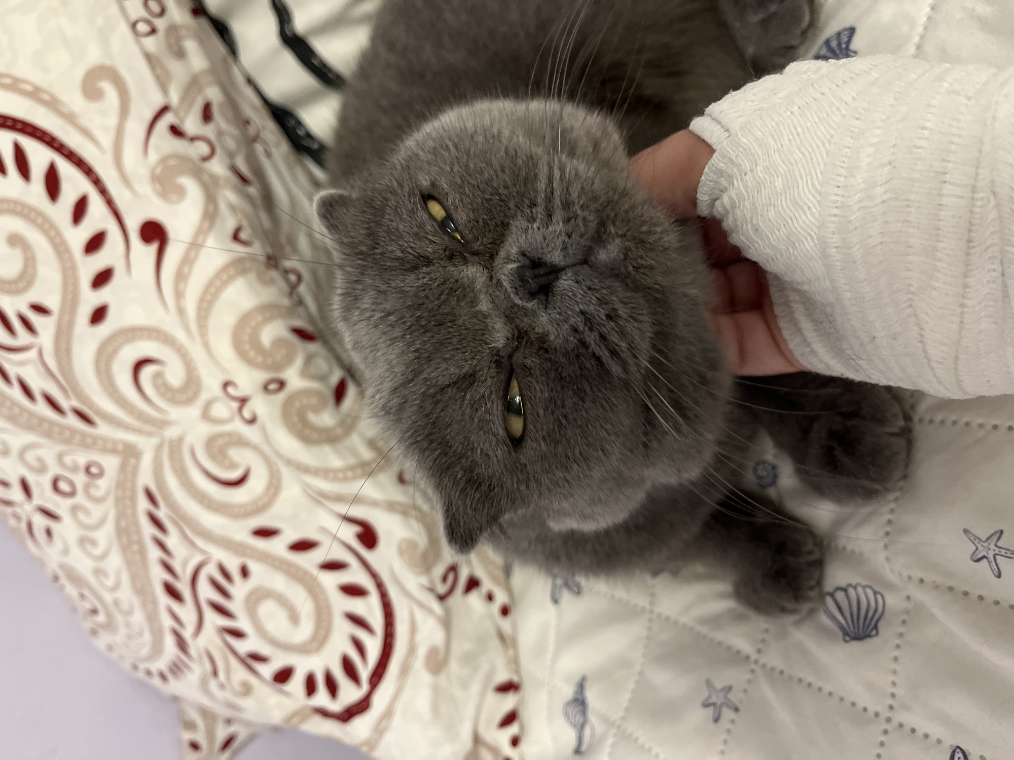 A British Shorthair cat with gray fur and yellow eyes is lying on a bed. The cat is looking at the camera with a slightly grumpy expression. A person's hand, bandaged on the thumb and index finger, is gently petting the cat's head. The bed is covered with a white quilted comforter featuring a pattern of seashells and starfish, and a pillow with a beige and red paisley design. There is no indication of the location being in Gdańsk, Poland.