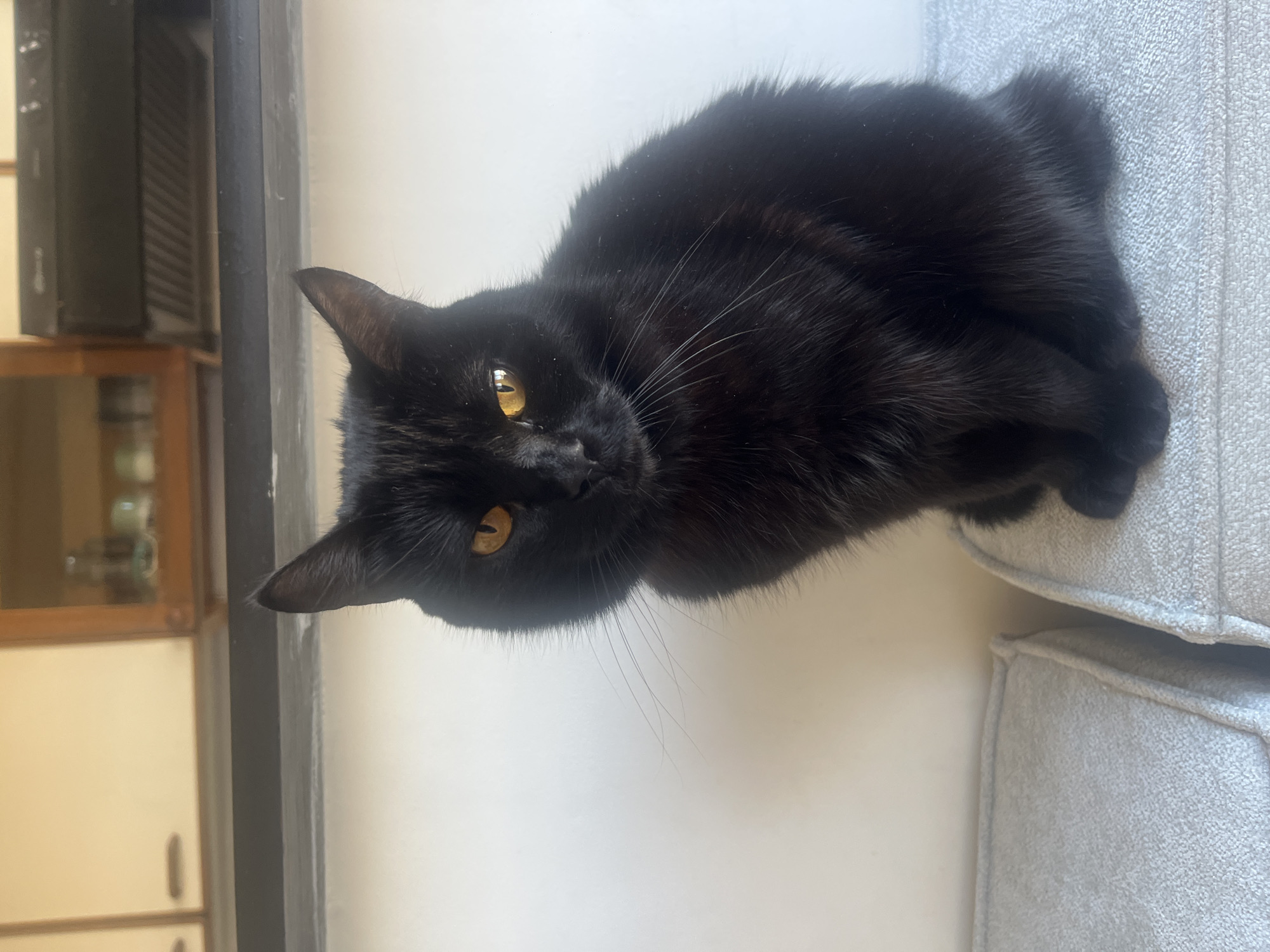 A black cat with yellow eyes is lying on a light gray upholstered surface. The background consists of a white wall on which the cat is resting and a partial view of a wooden cabinet and a black window frame. The cat is the primary subject, positioned in the center, partially rotated counterclockwise. There are no discernible people or interactions evident in the frame. The location is not identified in the image, and the claim about the city of Buenos Aires cannot be substantiated without further information.