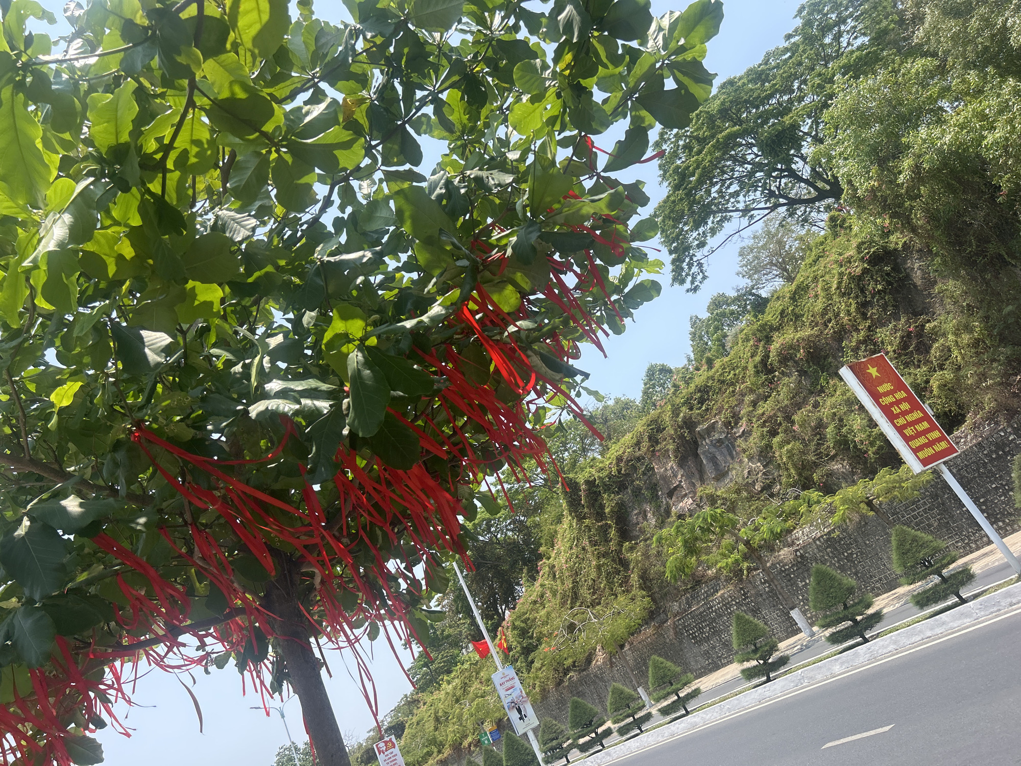 The image depicts a roadside scene in Bắc Nha Trang, Vietnam. A tree with green leaves and many red ribbons hanging from its branches dominates the left side of the frame. The background features a hillside covered in lush green vegetation and a section of rock face. A road runs diagonally across the lower right of the image. Alongside the road, there are small, trimmed trees and a sign in Vietnamese. The sky is bright and clear, indicating a sunny day.