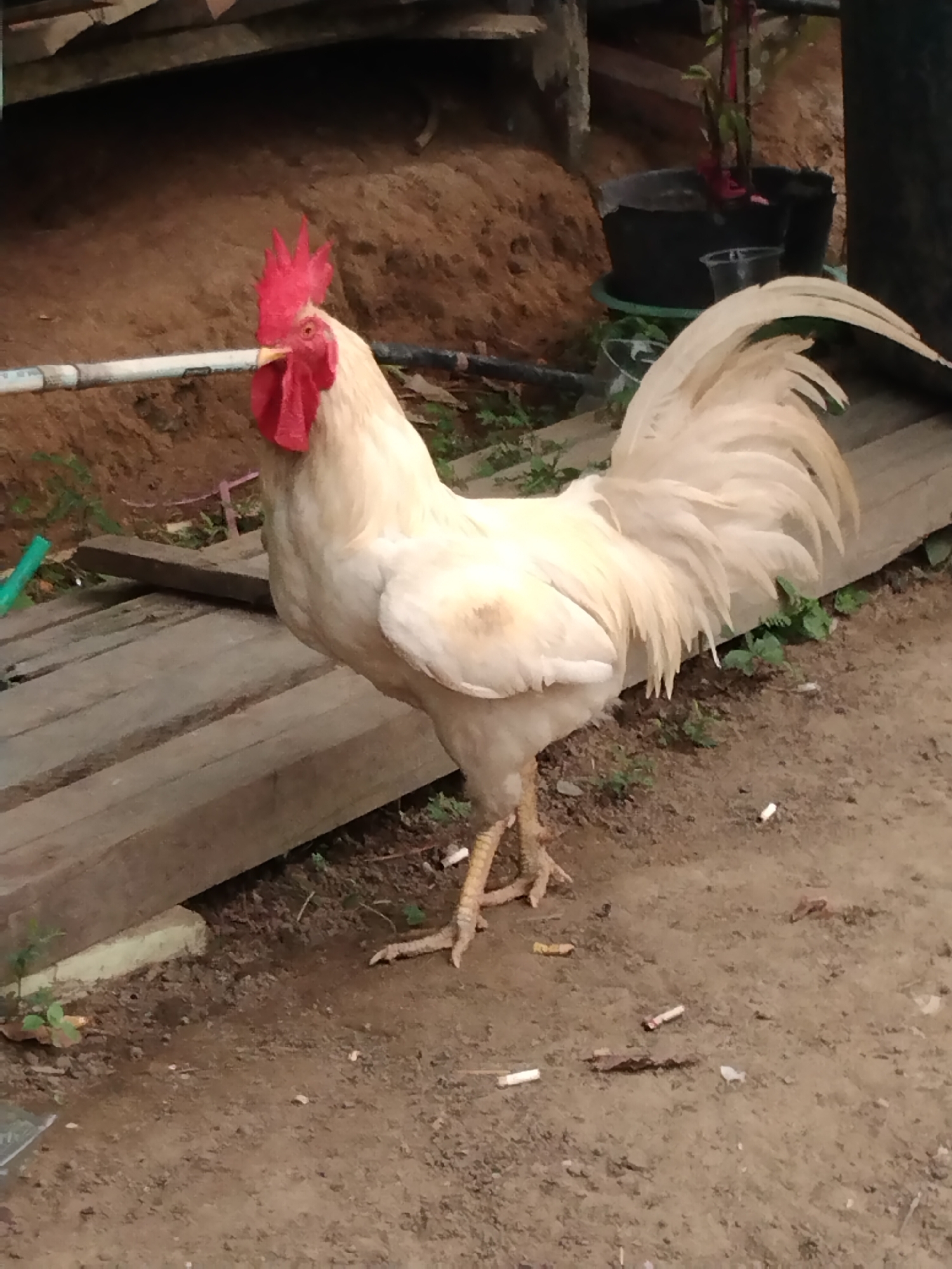 An off-white rooster with a red comb and wattles stands on dirt ground next to wooden planks. The rooster is facing to the left, with its head turned towards the camera. Its tail feathers are fanned out. In the background, there is a sandy embankment, some green plants, and black pots containing plants. There are also several cigarette butts scattered on the ground around the rooster. The scene appears to be outdoors in a rural or semi-rural setting, possibly in Gemuhan Asa, Indonesia, given the context provided.