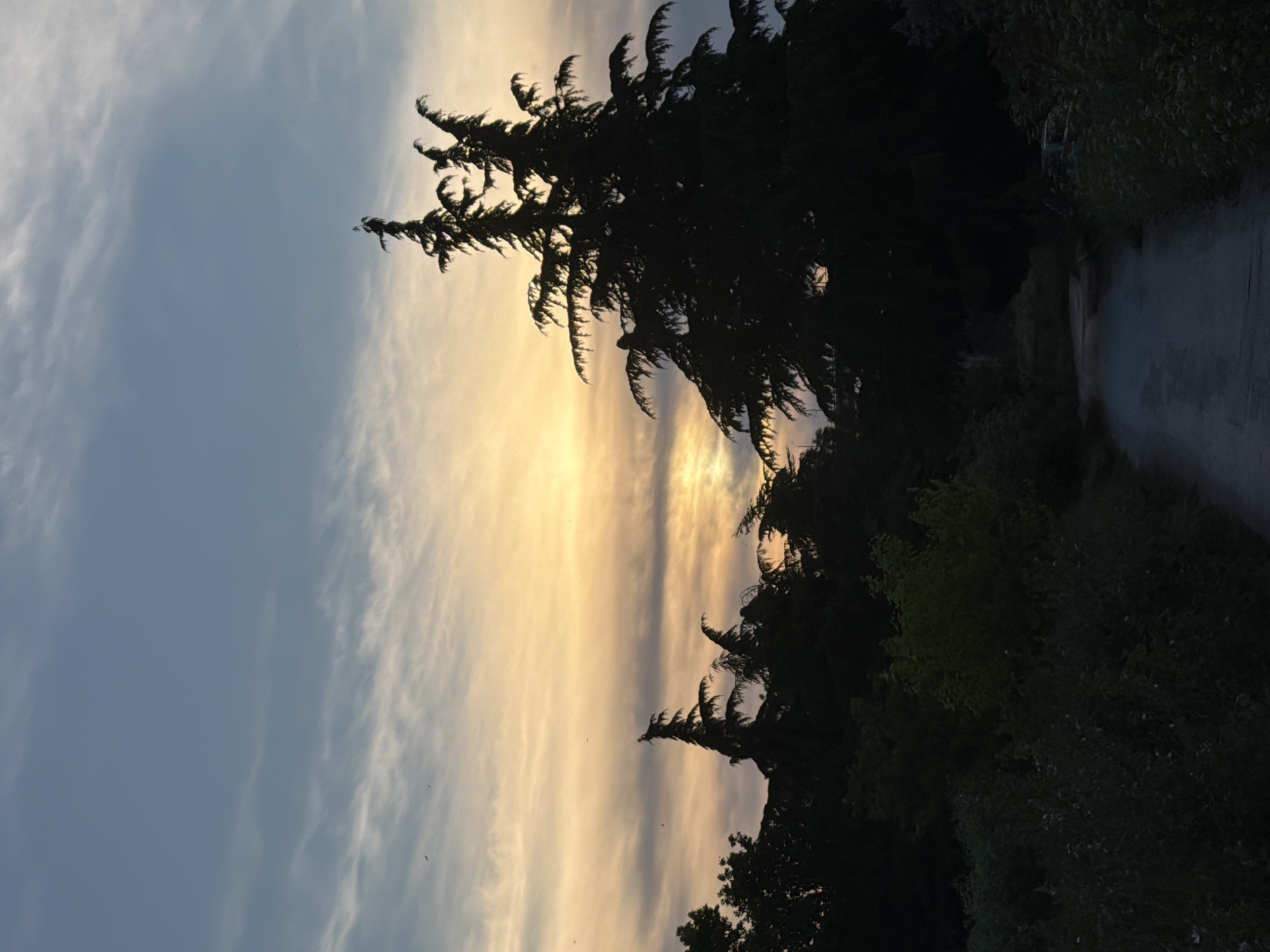 An outdoor, vertical, full-frame, medium shot captures a dirt path leading through dense, dark foliage towards a silhouetted line of trees against a softly lit, twilight sky. The sky is a gradient of pale blue at the top, transitioning to streaks of warm orange and yellow where the sun is setting. Wispy clouds are scattered across the sky. The silhouettes of several coniferous trees are prominent in the mid-ground, with the largest, most detailed one dominating the right side of the frame. The foreground consists of dark, textured vegetation lining both sides of the path, with the path itself appearing damp and reflecting some light. The overall scene suggests a quiet, natural setting, likely at dusk. This scene appears to be in the Sea Garden (Morska Gradina) in Varna, Bulgaria, given the characteristic coniferous trees and pathways often found in this urban park.