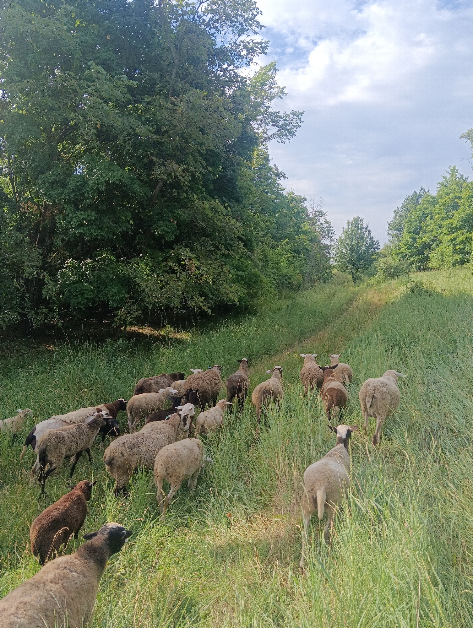 A flock of sheep is walking through a grassy field with trees on either side. The sheep are of various colors, including white, brown, and black. They are walking in the same direction, towards the top right of the image. The grass is tall and green, and there are some wildflowers mixed in. The trees are lush and full of leaves, and they form a dense canopy overhead. The sky is blue with some white clouds. The sun is shining, and the light is warm. The overall impression is one of peace and tranquility.
The scene appears to be set in a rural area, possibly a farm or a pasture. The time of day is likely late afternoon or early evening, as the light is soft and warm. The weather is pleasant, with a clear sky and a gentle breeze. There are no people visible in the image, but the presence of the sheep suggests that they are being herded or are grazing in the field. The emotions conveyed by the image are those of calm, serenity, and natural beauty.