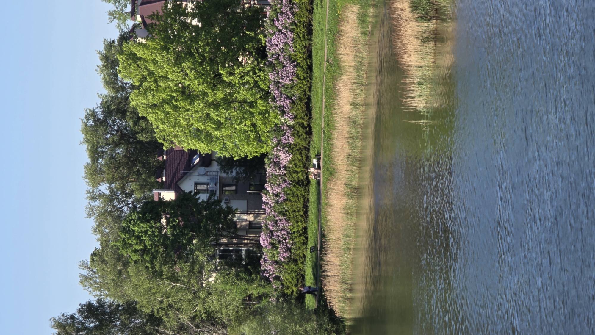 The image shows a view of a lake in Gatchina, Russia, with houses and trees lining the opposite shore. Along the shoreline, there's a row of purple flowers, possibly lilacs, with taller reeds and grasses growing closer to the water's edge. Ripples are visible on the surface of the lake. Two people are visible along the shoreline. One person appears to be standing under the trees near the edge of the water. The second is sitting on a bench. The houses are multi-storied with red tile roofs, partially obscured by the foliage. The sky above the trees is light blue.