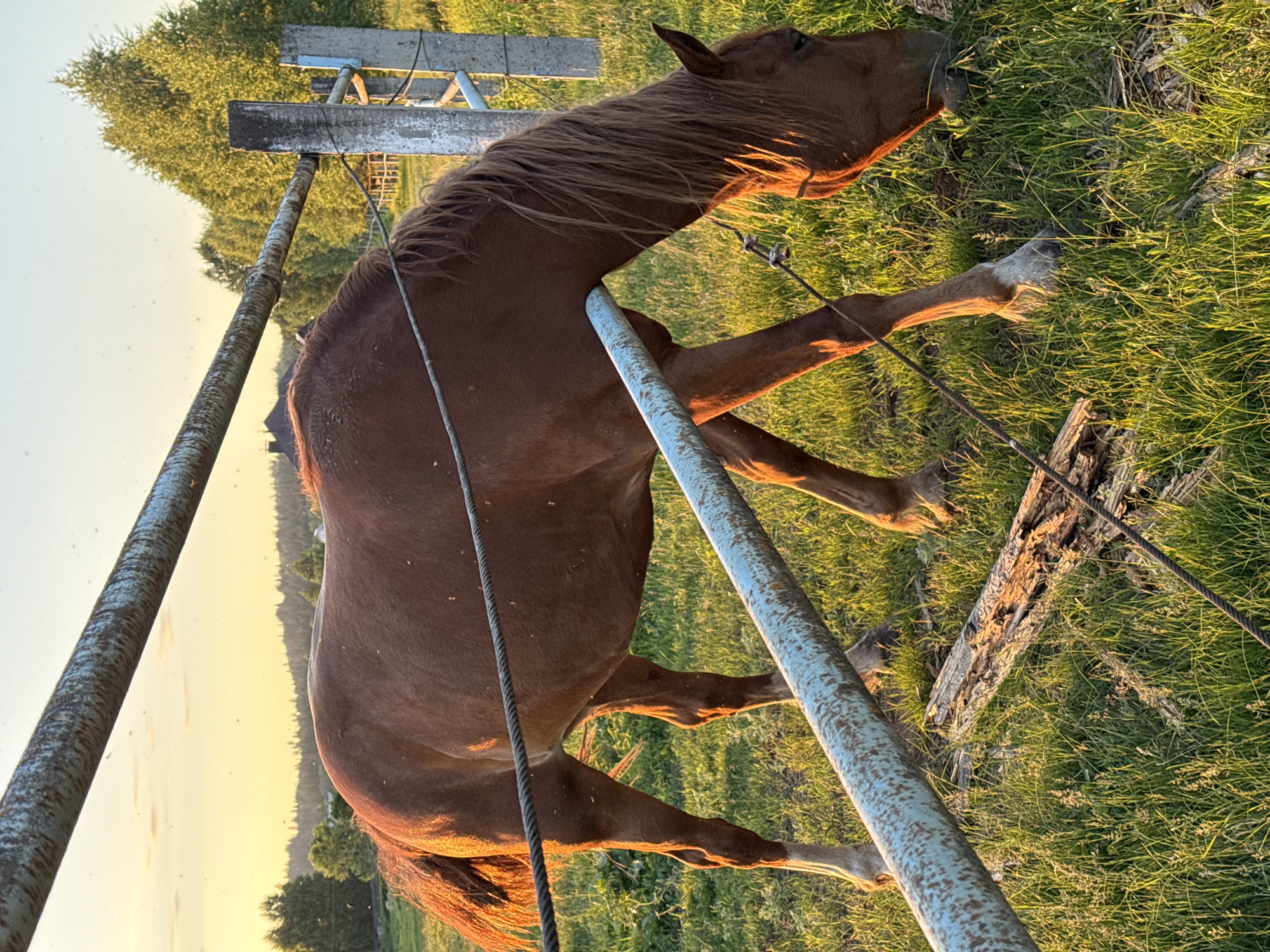 The image depicts a brown horse grazing in a grassy field at sunset. The horse is standing behind a weathered, light blue metal fence. In the background, a line of trees and a house are visible against a golden sky. The ground is covered in green grass with some scattered dry wood. The scene appears to be an outdoor rural setting, possibly in Opary, Russia, given the context. There are no people present. The horse is the sole subject, engaged in the act of eating grass. The environment is characterized by natural elements and a rustic fence.