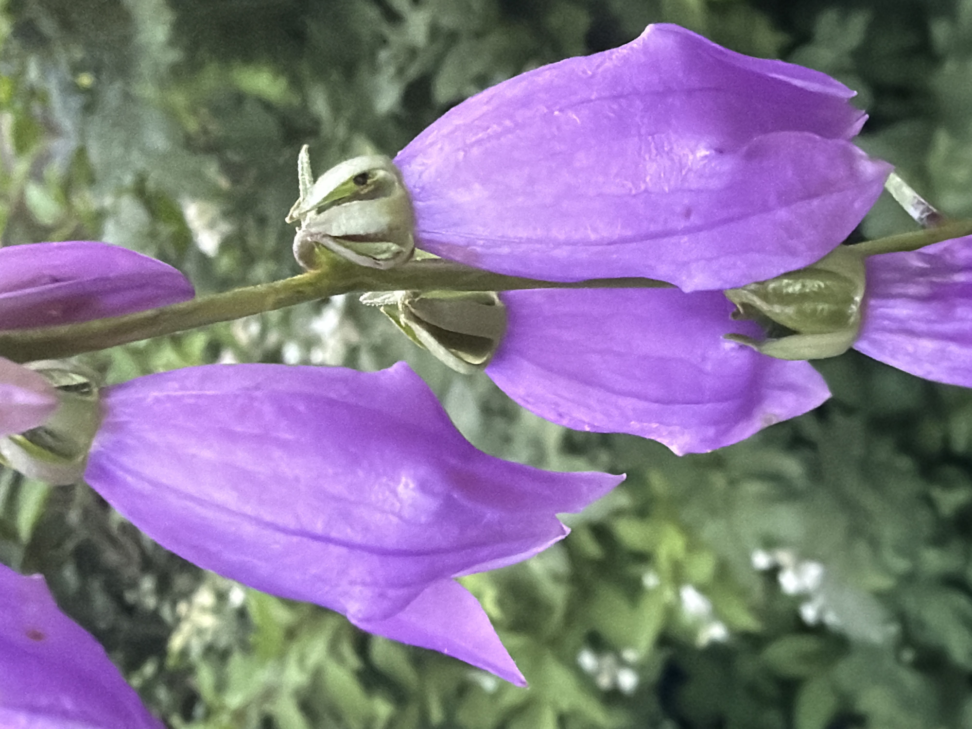 The image displays a close-up view of several purple bell-shaped flowers hanging from a stem. The flowers have a delicate appearance with visible veins on their petals. Some of the flowers are fully open, while others appear to be in bud form, enclosed in green sepals. The background is softly blurred, showing a mix of green foliage, suggesting an outdoor setting. The lighting appears natural, highlighting the texture and color of the flowers. There is no visible indication of the specific location being in Novosibirsk, Russia, or any other geographical marker. The image focuses solely on the botanical subject.