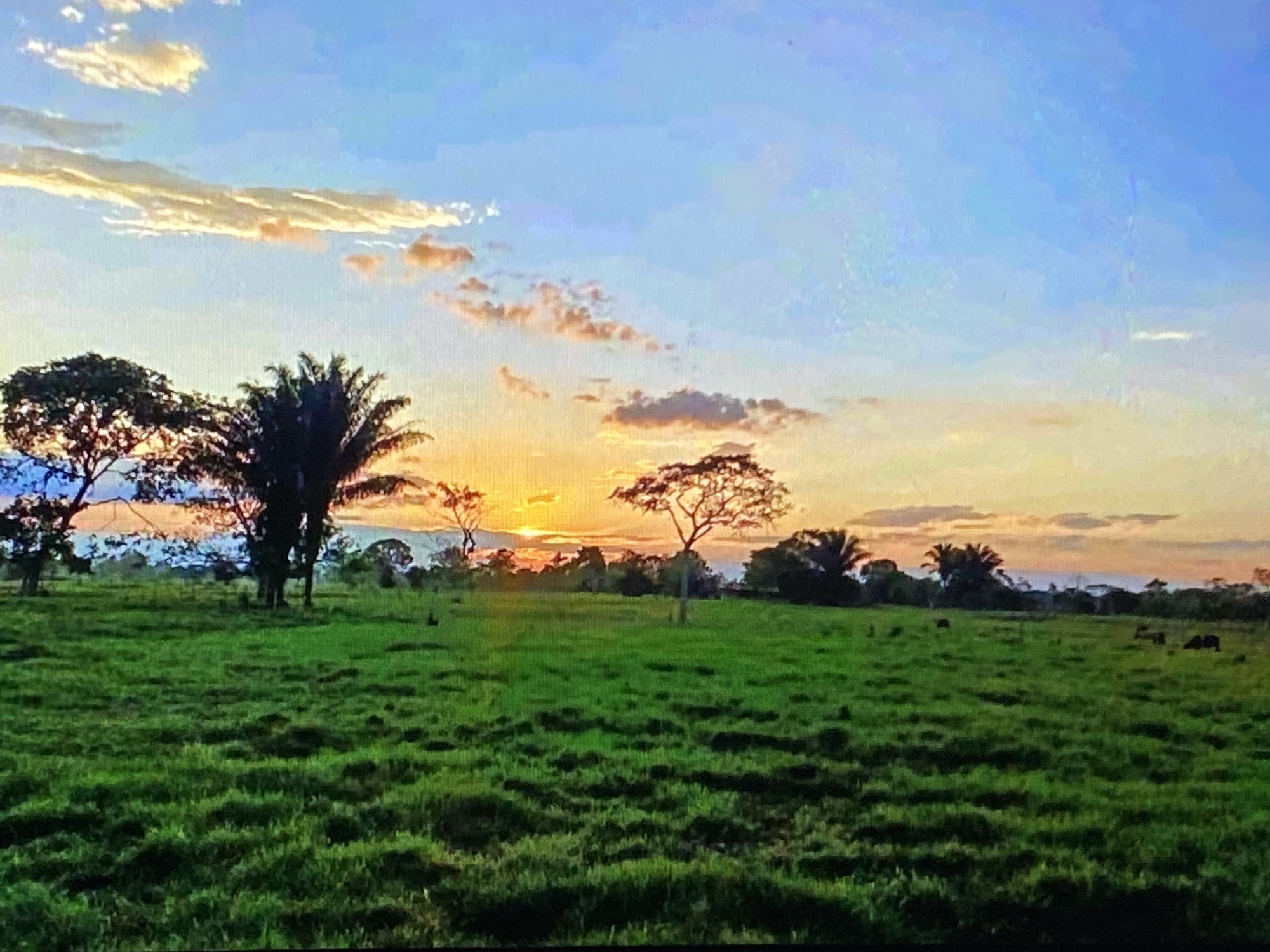 The image depicts a vibrant sunset over a lush green pasture, characteristic of the rural landscape surrounding Tinaquillo, Venezuela. The foreground is dominated by a dense, undulating field of grass, rendered in a rich, emerald hue. Scattered across the pasture are several dark silhouettes of cattle, appearing as small, indistinct shapes against the vibrant green.
The midground showcases a line of trees, their branches silhouetted against the dramatic sky. Among these trees, a prominent palm tree stands tall, its fronds a dark contrast to the warm tones of the sunset. The sunset itself is the focal point of the sky, a brilliant orb of orange and yellow light peeking through the horizon, casting a warm glow. Wispy clouds, tinged with pink and orange, streak across the sky, adding depth and texture to the scene. The sky transitions from these warm hues near the horizon to a soft blue at the top of the frame. The overall impression is one of natural beauty and tranquility, capturing the essence of a Venezuelan sunset in a pastoral setting.