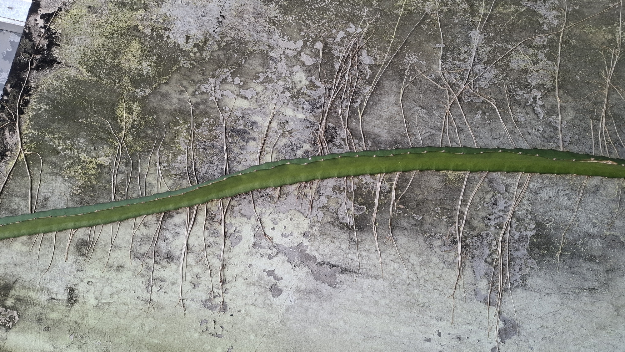 A vibrant green, segmented cactus-like plant grows vertically up a rough, textured, weathered concrete wall. Numerous thin, beige aerial roots extend horizontally from the cactus, clinging to the wall's surface. The wall itself is discolored with patches of moss and peeling paint, indicative of outdoor exposure. The lighting is flat, suggesting an overcast day or shaded area, with no strong shadows present. The image is a close-up, focusing on the interplay between the plant and the wall. This scene is located in Cibinong Hilir, Indonesia, where such resilient plant growth is common on urban infrastructure.