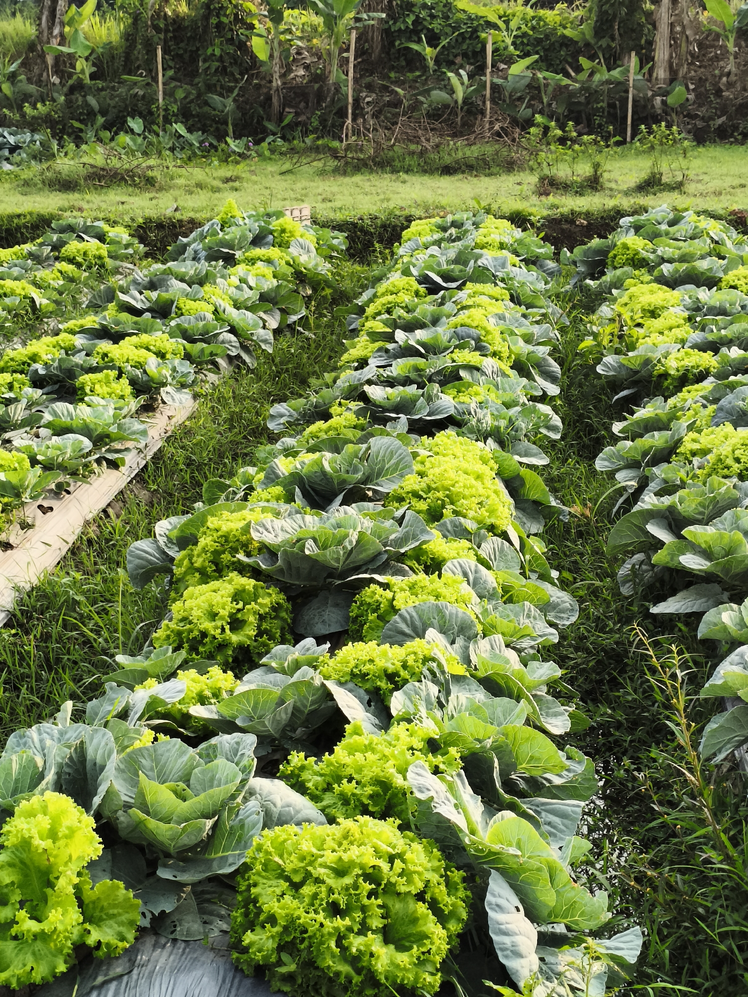 In Magelang, Indonesia, a vertical, medium-shot image captures a lush, cultivated field of fresh green vegetables. Rows of tightly packed cabbage and bright green lettuce plants stretch across the frame, creating a vibrant mosaic of textures and shades of green. The plants are arranged in neat rows, suggesting an organized agricultural operation. Some rows feature larger, tightly furled cabbage heads, while others showcase the frillier, lighter green leaves of lettuce. The field appears to be on a gentle slope, with a background of natural vegetation and trees, hinting at a rural or peri-urban setting. The lighting suggests it is either early morning or late afternoon, with soft sunlight illuminating the plants. There are no people or animals visible in the image. The ground is covered with dark soil and some areas of matted material, possibly plastic sheeting used for mulching or weed control. A narrow, grassy path runs between the rows of vegetables. The overall impression is one of abundance and natural growth within a managed agricultural landscape.
