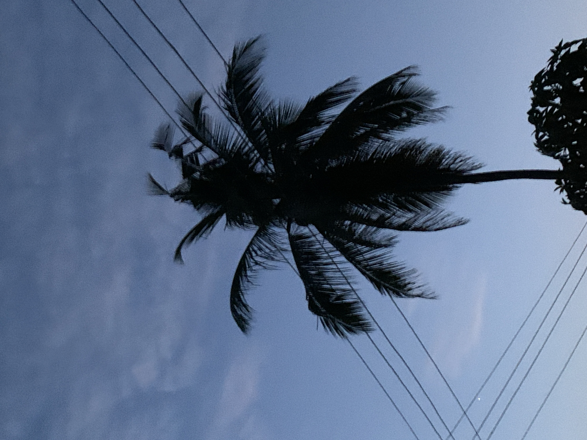 This image captures an upward, low-angle view of a prominent palm tree and utility lines silhouetted against a deep blue sky. The large palm tree, likely a coconut palm, occupies the central and left areas, its distinctive fronds fanning out in a dark silhouette. Some fronds exhibit a slight blur, suggesting a gentle breeze.
Several thin, dark utility cables or power lines traverse the sky, intersecting the palm tree and adding a linear, man-made element to the natural landscape. On the far right, a portion of another, denser tree with a bushier canopy is also visible as a dark silhouette.
The sky is a clear, muted blue, indicative of either dusk or dawn, with the sun's light coming from behind the camera's perspective, causing the strong silhouettes. There are no overt signs of specific weather conditions, just a calm sky. The scene is static, with no particular activity or event taking place. The tropical vegetation and utility infrastructure are consistent with the provided location context of Ibasa, Nigeria. No text is visible in the image. The overall impression is one of calm and natural beauty blended with elements of human infrastructure.