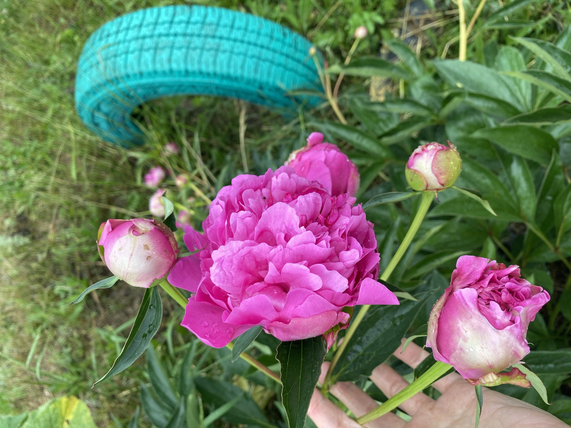 The image captures a close-up view of bright pink peonies in a garden setting. A human hand is visible, gently supporting one of the peony buds. In the background, out of focus, is a bright turquoise-painted tire, possibly used as a garden decoration or planter. The ground is covered with grass and some scattered foliage. The scene appears to be outdoors, likely in a residential garden in Zelenodol'sk, Russia, judging by the provided information. There are water droplets on the petals, suggesting recent rain or watering.