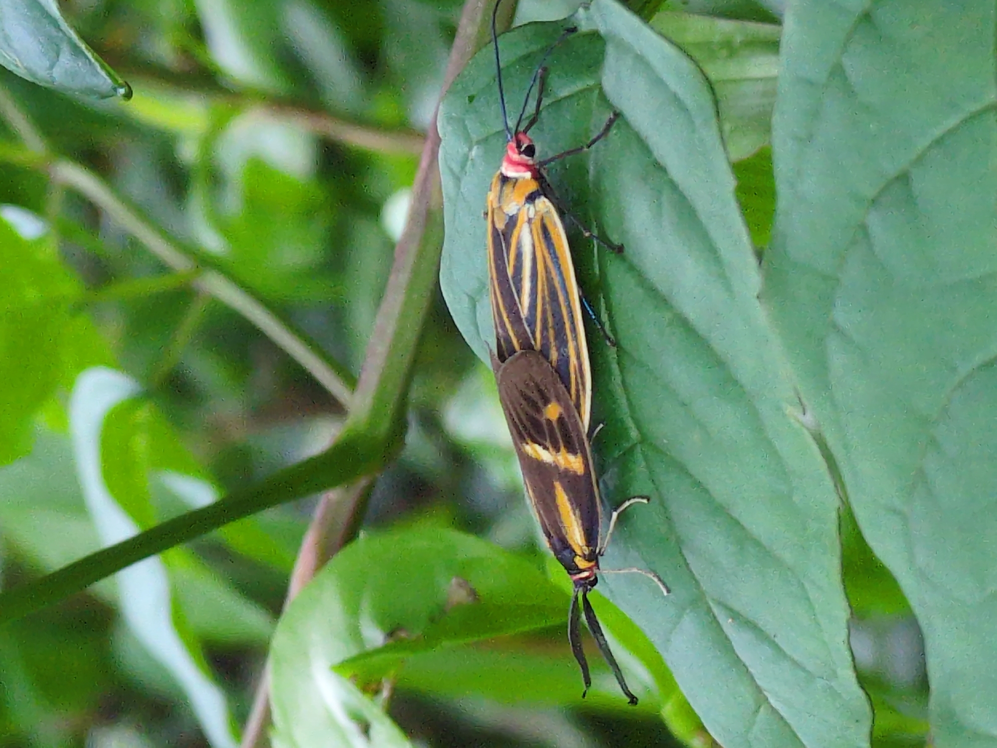 Two moths are mating on a green leaf. The moths have brown and yellow striped wings. The moth in front has a red head and black antennae. The background is out of focus green foliage, suggesting a natural environment. The image was taken in Da Lat, Vietnam.