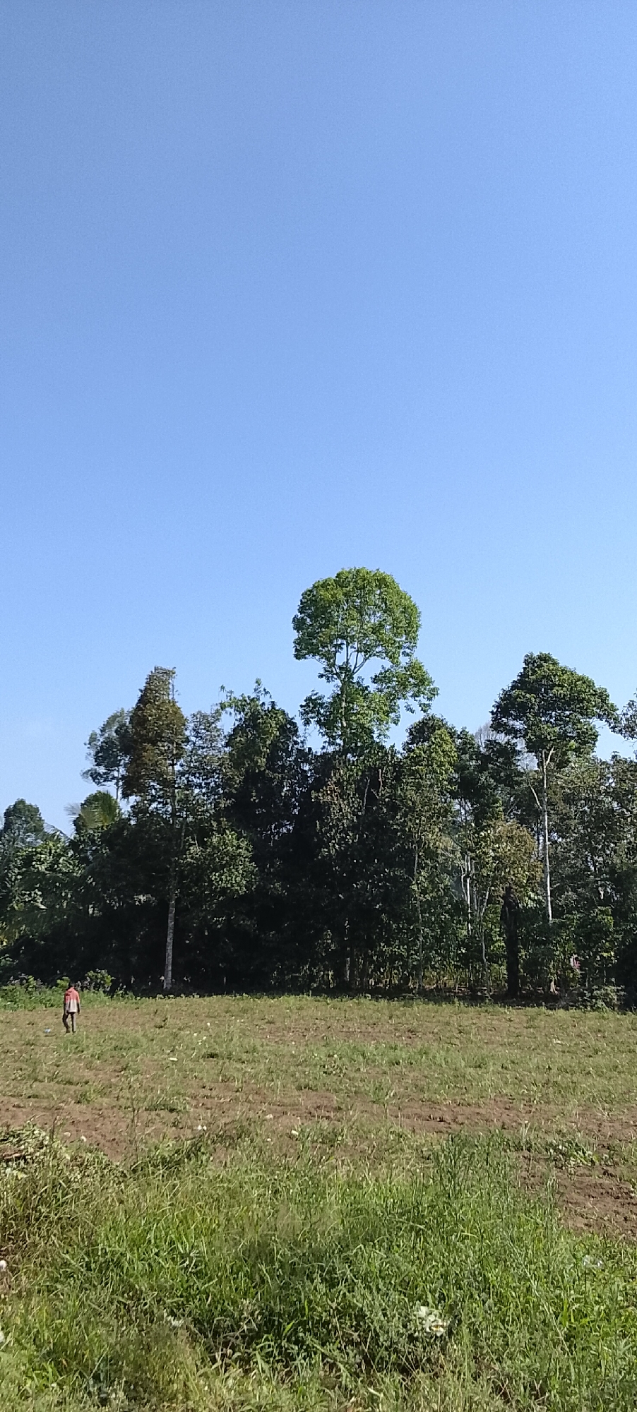 The image shows a clear blue sky above a line of lush green trees. In the foreground, a person in a red and black shirt walks across a grassy field. The field appears to be in a rural area, possibly agricultural land, with patches of bare soil and overgrown grass. The overall impression is one of a peaceful, sunny day in a natural setting. The location is identified as Padang Dalom, Indonesia.