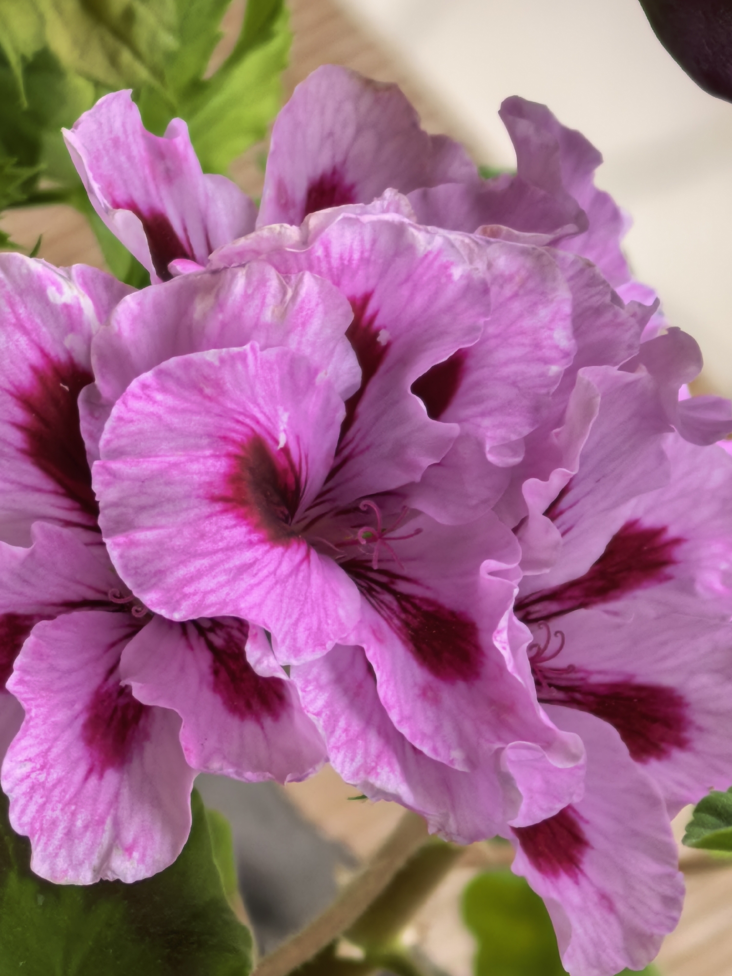 A close-up, overhead shot features a cluster of pink geranium flowers with dark magenta markings. The petals are ruffled and delicate, with thin, dark lines radiating from the center. Green leaves are visible in the upper left and lower left of the frame. The background is softly blurred, with a light-colored wall or surface and a hint of wood grain. The lighting is natural and bright, highlighting the textures and colors of the flowers. There are no people or animals present.