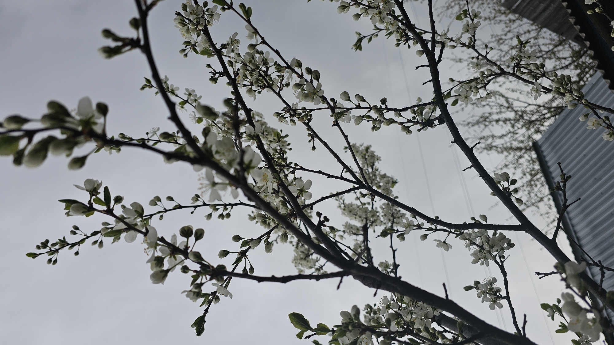 The image depicts a tree with white blossoms and buds against an overcast sky. The branches are mostly bare except for the flowers and some green leaves. In the background, a corrugated metal structure is partially visible. The location is identified as Neftekamsk, Russia. There are no people or interactions visible in the image.