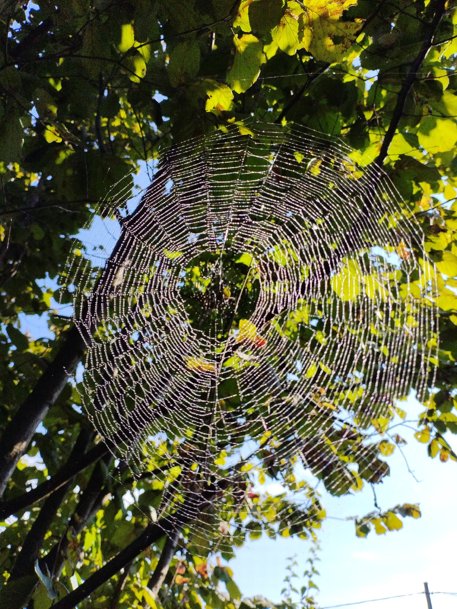 The image shows a spiderweb, covered in dew drops, hanging between tree branches in the city of Bialynichy, Belarus. The spiderweb is large and intricate, with a circular shape. The dew drops on the web catch the light, creating a shimmering effect. The background is a blur of green leaves and blue sky, suggesting an outdoor setting during the daytime. There are no people or animals visible in the image. The overall impression is one of natural beauty and delicate detail.