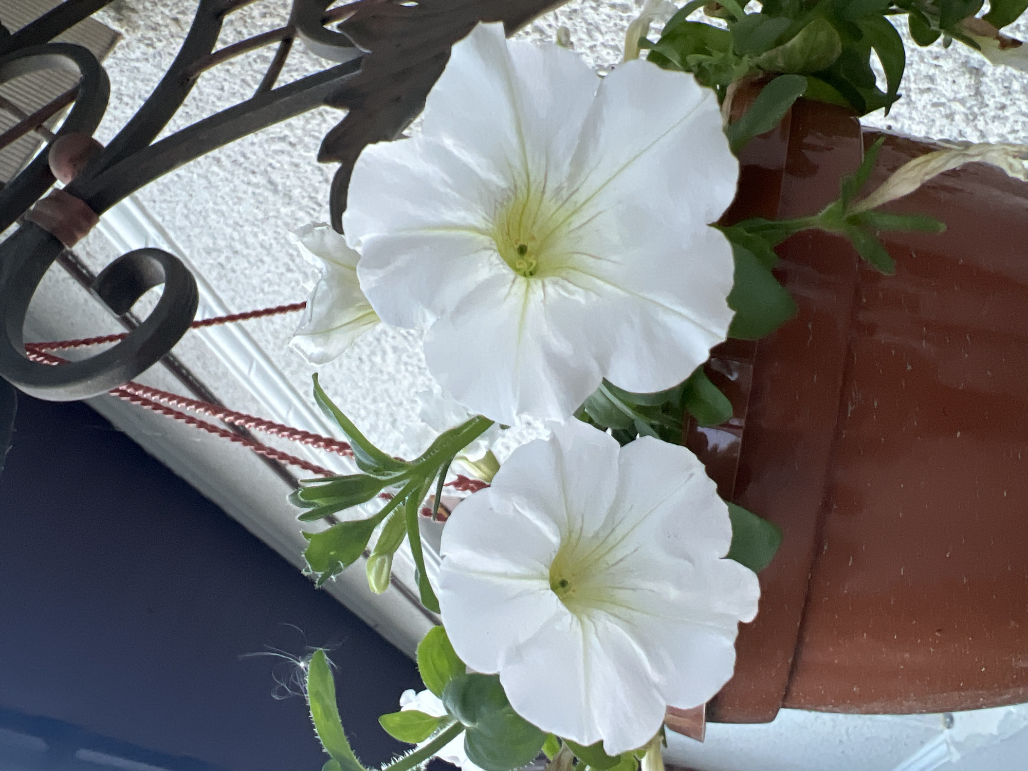 Two white petunia flowers are in bloom in a brown planter. The planter is hanging from a black metal bracket attached to a white, stucco-like wall. Red cords are visible, supporting the planter. Green leaves and stems surround the flowers. The background includes a dark blue area, suggesting either a shadow or a darker surface.