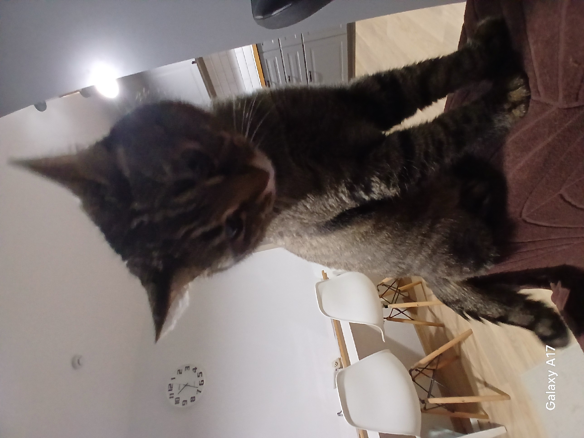 A domestic tabby cat, characterized by its dark brown and grey striped fur, is positioned prominently in the foreground, facing downwards with its head slightly bowed. The cat is seated on a textured, reddish-brown upholstered surface. The scene is an interior residential space, specifically a modern kitchen and dining area located in Yekaterinburg, Russia.
The background reveals a light-colored interior with white walls and a white ceiling. A circular wall clock with black numbers, indicating approximately 11:55 or 12:55, is mounted on the upper left wall. Below the clock, two white, modern dining chairs with light wooden legs and black metal supports are visible. A light-colored wooden shelf or countertop runs along the wall behind the chairs. To the right, grey kitchen cabinetry with horizontal handles and a light wooden countertop are discernible. White horizontal paneling is present above the kitchen cabinets. A bright, unshielded light source is visible on the upper right, emitting a strong glare. The flooring throughout the visible area consists of light-colored wood or laminate. The image was captured by a device identified by the "Galaxy A17" watermark in the lower left corner. No individuals are present in the frame.