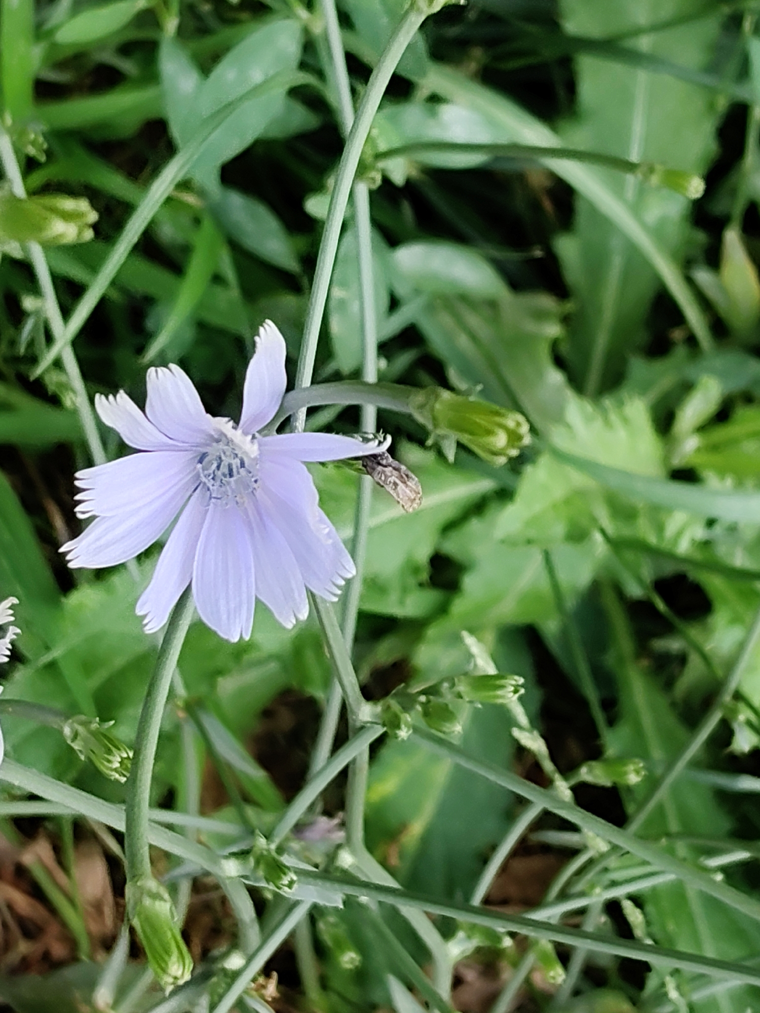 A light purple flower with delicate, serrated petals is the central subject of this close-up, outdoor shot. The flower, facing slightly left, is surrounded by a tangle of thin, green stems and out-of-focus green foliage. One of the flower's petals has a small, brown, insect-like object attached to it. Several green buds, some closed and some partially open, are visible among the stems, suggesting that the scene captures a moment of blooming in a natural setting. The overall impression is one of natural growth and delicate beauty. This image was taken in Abovyan, Armenia.