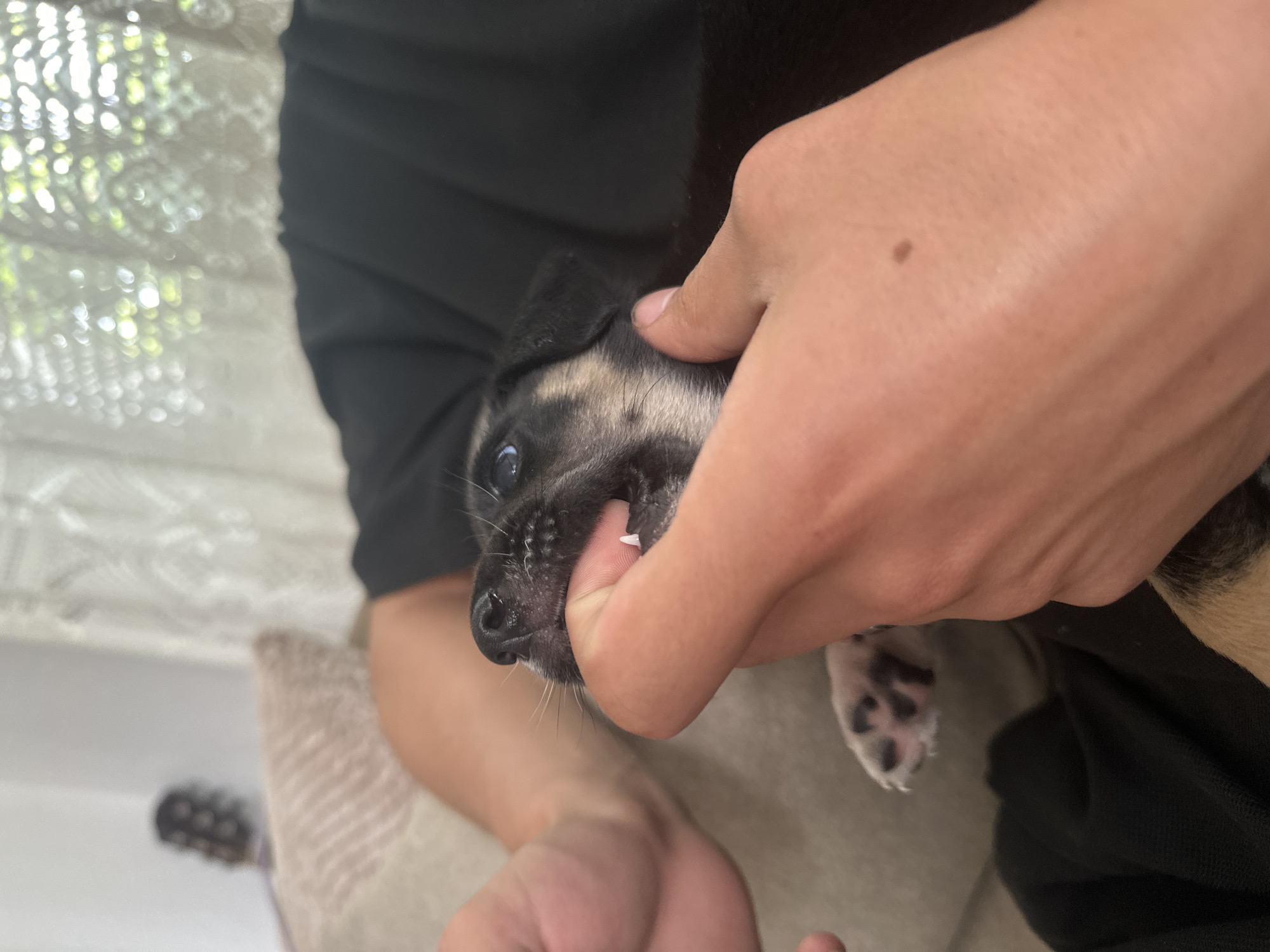 A close-up, eye-level shot shows a person's hands holding a small puppy's head. The puppy's mouth is open, and its sharp baby teeth are visible. The puppy has a black and tan coat and striking blue eyes. The person's hands are positioned to gently open the puppy's mouth. The background is softly blurred, showing a couch with a pillow and a hint of a guitar in the distance. A sheer curtain with natural light filtering through is also visible. The image captures a tender moment of interaction between a human and an animal. The scene appears to be indoors, possibly in a residential setting, and the lighting suggests daylight hours. There is no specific indication of location within the city of Detelina, Bulgaria.
