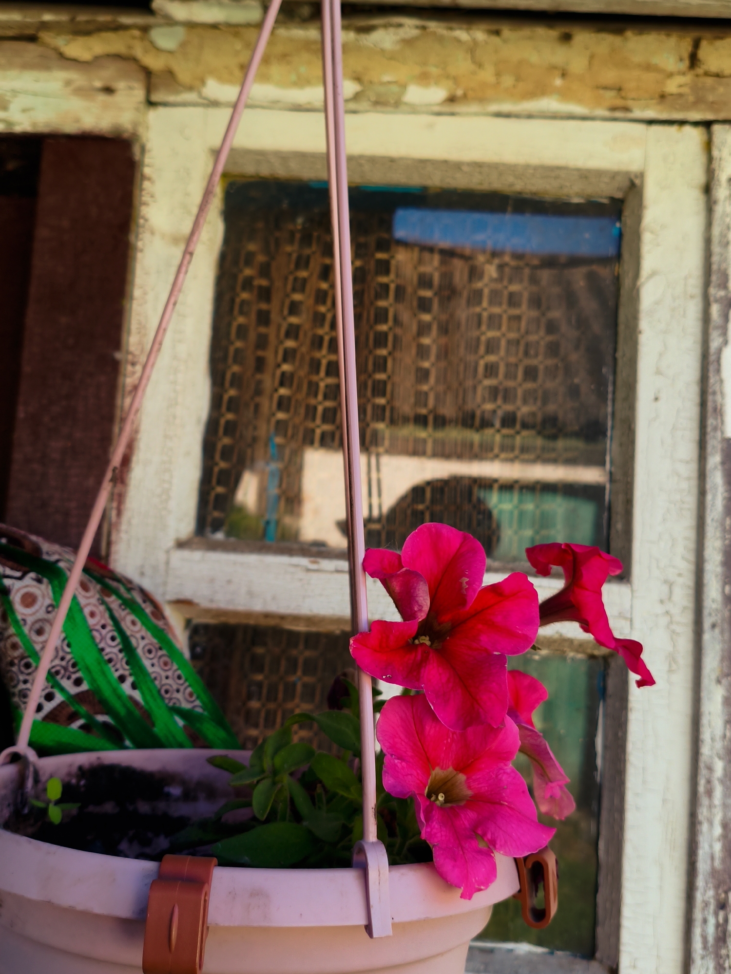 A hanging flower pot with bright pink petunias in full bloom is suspended in front of a weathered window. The pot is a pale pink color with brown clasps, and the hanging apparatus is a similar pink hue. Lush green foliage is visible within the pot, contrasting with the vibrant flowers. The window behind the flowers is aged, with peeling white paint and a patterned brown curtain visible through the glass. Reflections in the glass suggest an outdoor scene with greenery. To the left of the window, a glimpse of a patterned fabric, primarily green and white, is noticeable. The location is Ustyvytsia, Ukraine.
