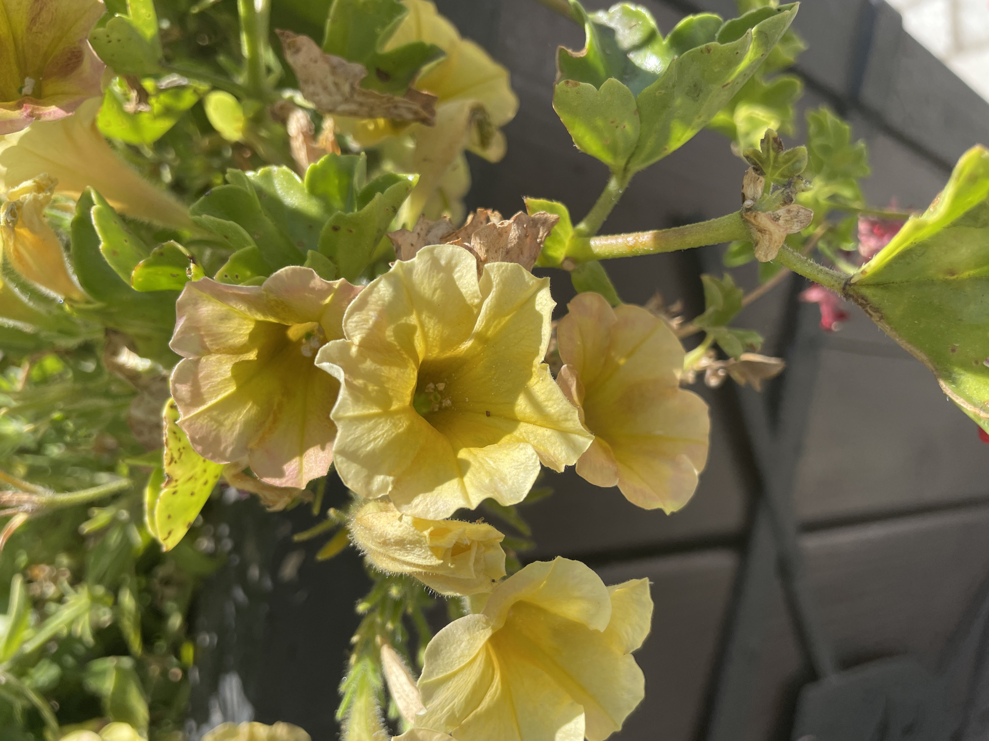 This is a close-up, eye-level shot of yellow petunia flowers with green foliage. The flowers are in various stages of bloom, with some fully open and others still buds. The petals are delicate and slightly ruffled, with subtle pinkish hues on the edges of some. The center of the open flowers reveals the stamen and pistil. The leaves are a vibrant green, with some showing signs of slight browning or damage, suggesting they are not perfectly fresh.
The scene is outdoors, with dappled sunlight illuminating the flowers, creating bright highlights and soft shadows. This indicates it is daytime, likely morning or afternoon, with clear or partly cloudy skies. The background is out of focus, showing dark, horizontal and vertical shapes that could be a fence, trellis, or other garden structure. There are no people visible in the image, and no text is present. The overall impression is one of natural beauty, focusing on the intricate details of the blooming flowers and their surrounding greenery. The setting appears to be a garden or a hanging basket, given the way the flowers are arranged and the presence of what looks like a supporting stem. The context of Iași, Romania, places this scene within a European setting.