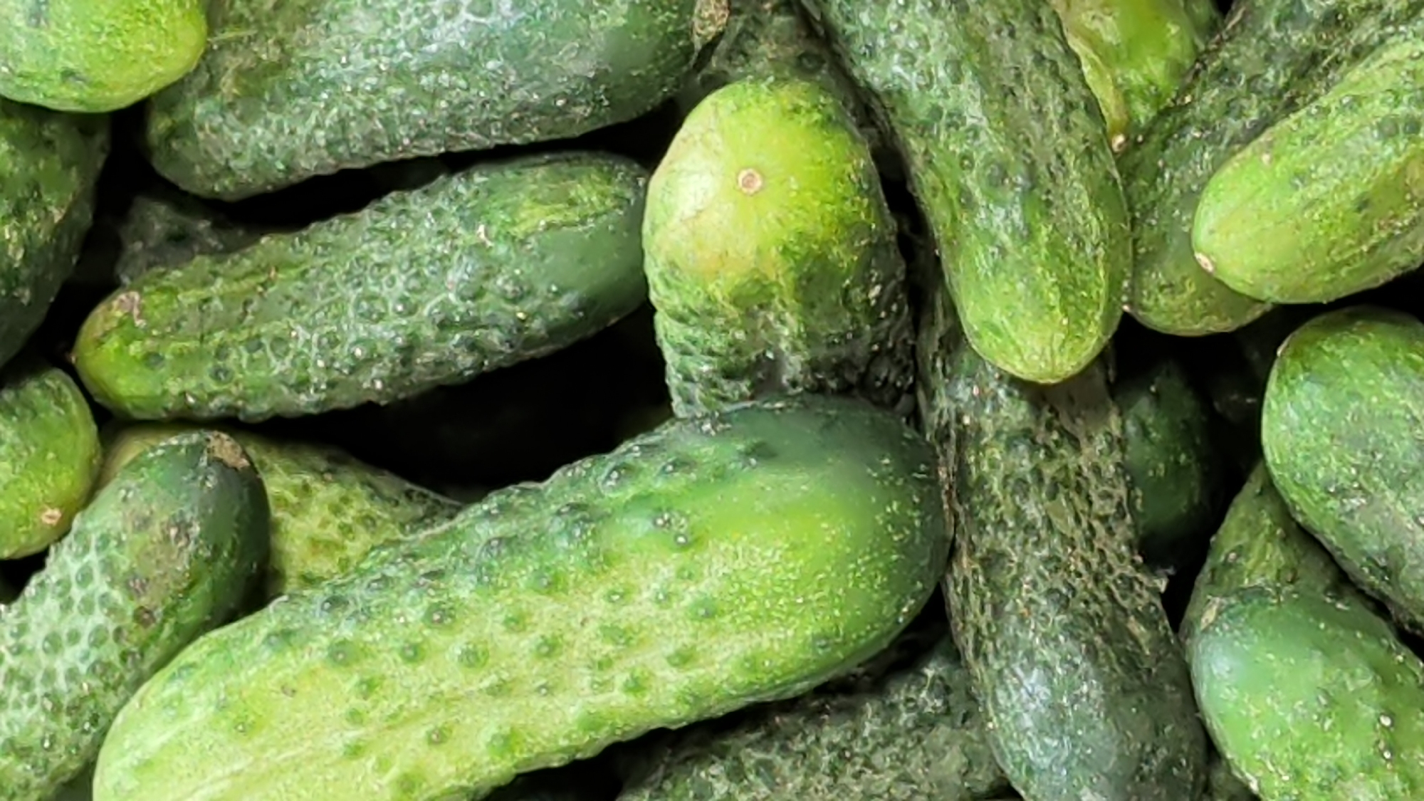 The image is a close-up, vertical, high-angle shot of a pile of fresh cucumbers. The cucumbers are green, bumpy, and appear to be of varying sizes. The lighting is somewhat dim, creating shadows among the vegetables. The focus is on the texture and details of the cucumber skins, with many small bumps and some lighter green or yellowish patches visible. The background is dark and out of focus, giving the impression of a market stall or a grocery store display. There are no people or discernible man-made structures or environmental features that would indicate a specific location in Dorchester, Canada.