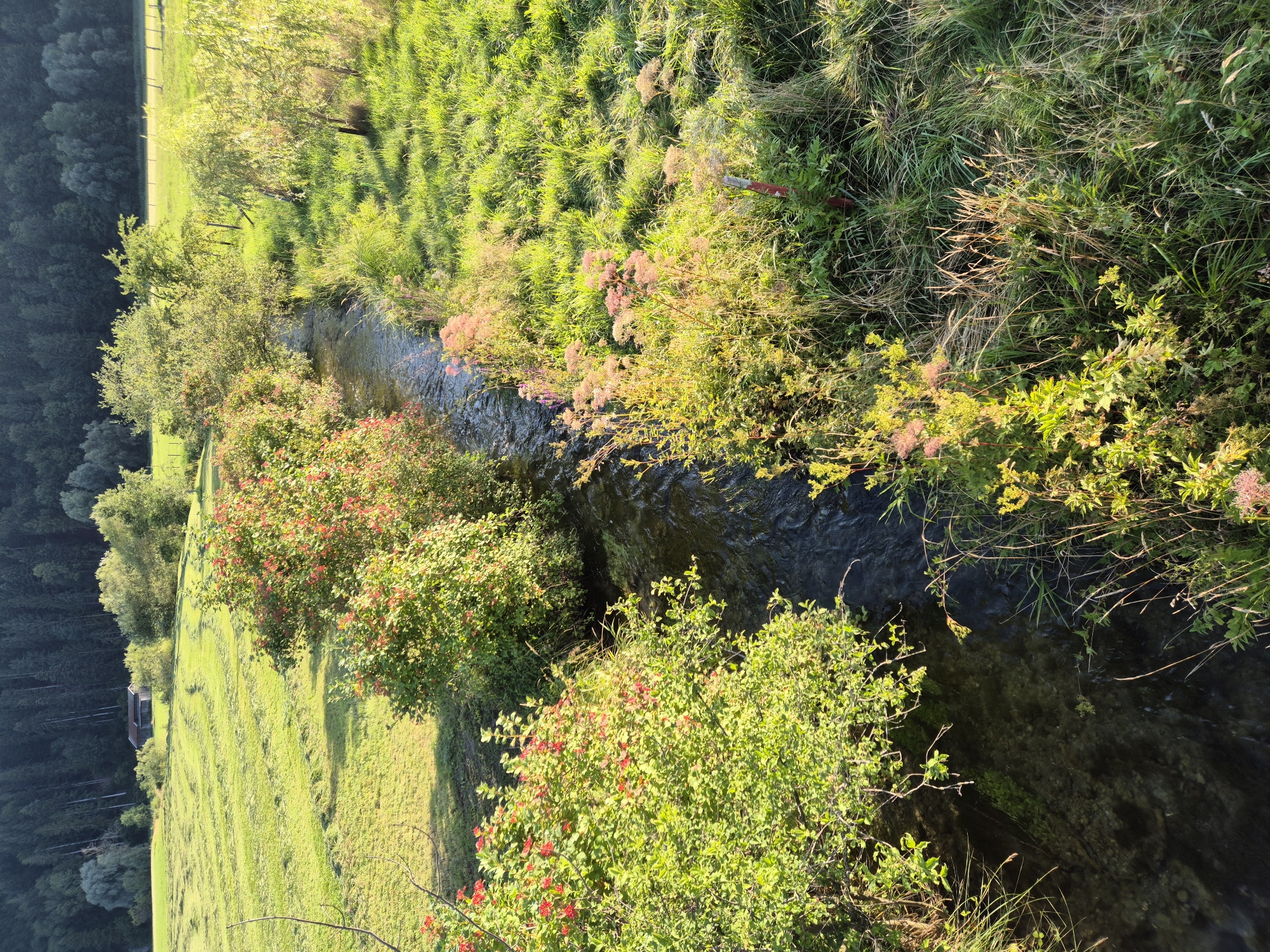 The image shows a narrow, flowing stream bordered by lush green vegetation. On the left bank, there are dense bushes with red berries, while the right bank features tall grasses and wildflowers with pinkish blooms. The stream bed is visible, with rocks and clear water. In the background, a mown field stretches towards a dense forest at the base of a hill. Sunlight illuminates the scene, casting shadows and highlighting the vibrant colors of the foliage. The image appears to be taken in a rural or natural setting, likely in or around Niederndorf, Austria, given the context. There are no people or animals visible in the image. The overall impression is one of a tranquil, natural landscape bathed in warm, late afternoon light.