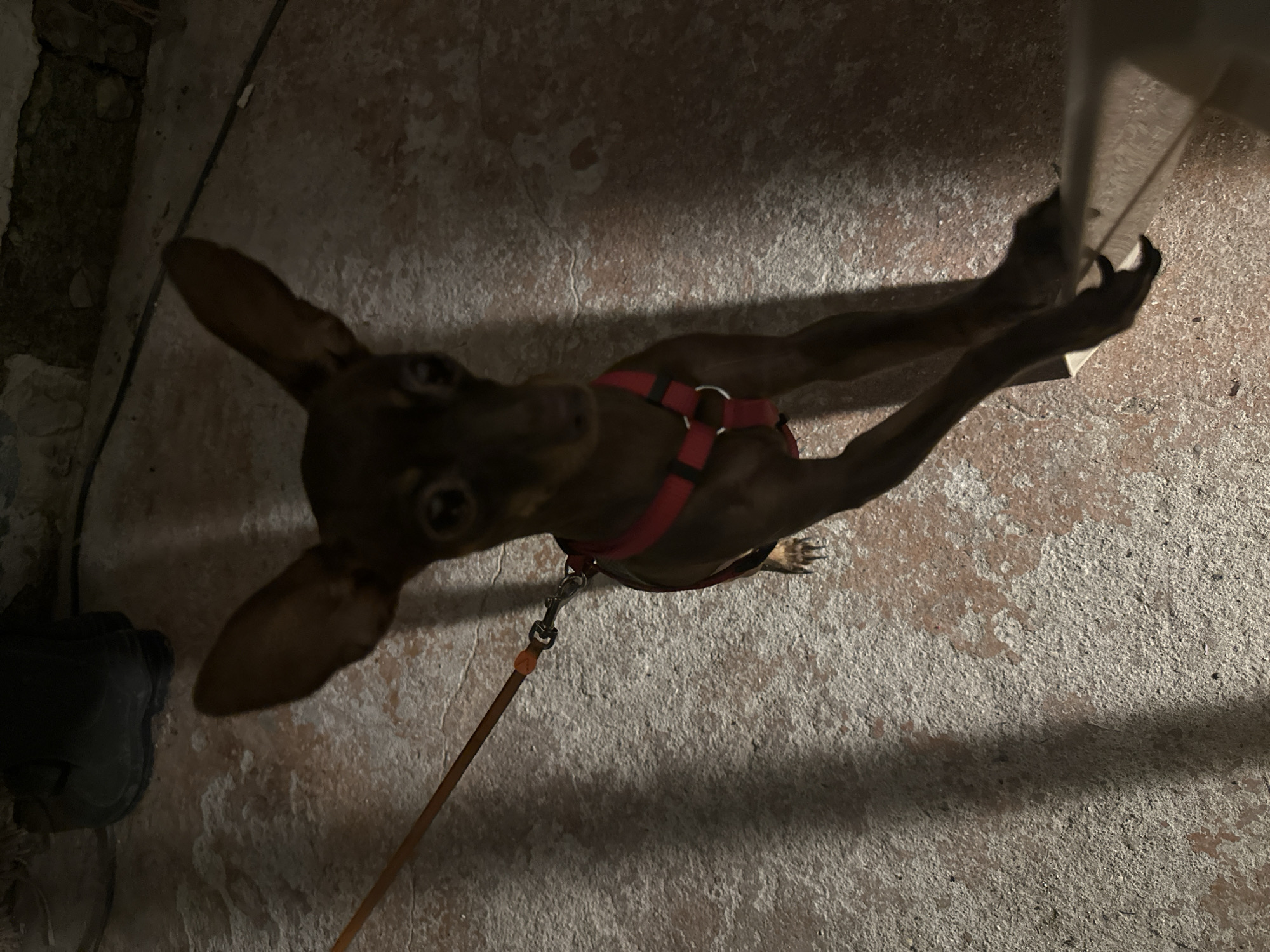 A brown dog with large ears stands on a rough, light-colored surface with red undertones. The dog is wearing a red harness and is attached to a leash. The background is dark and appears to be a concrete wall with some debris and shadows. In the upper left corner, a black boot is visible. The lighting is dim, suggesting an indoor or nighttime setting.