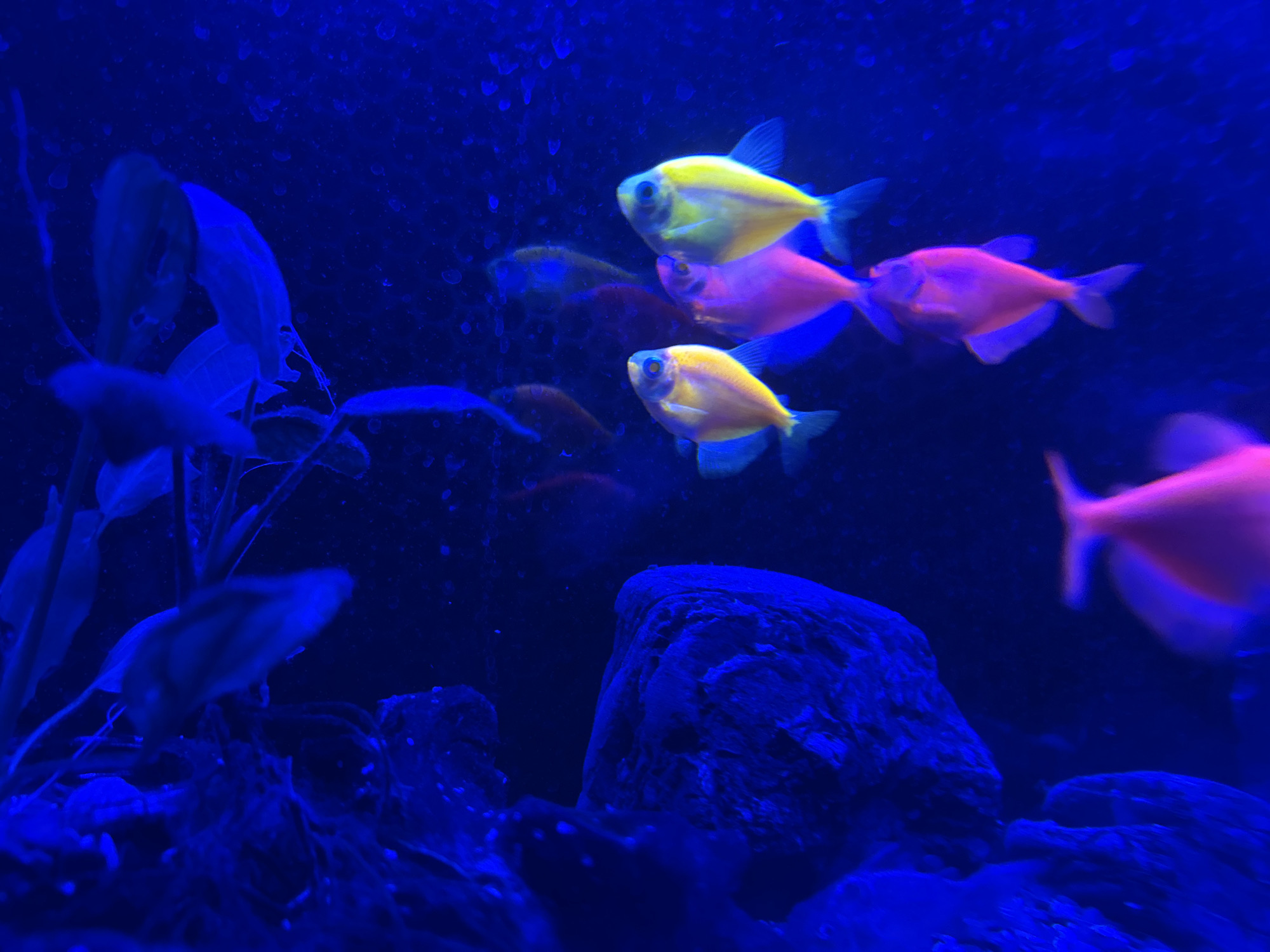 The image depicts an aquarium with several brightly colored GloFish swimming in blue-tinted water. The fish are a mix of yellow and pink. There are also plants and rocks visible within the aquarium. The background is a dark blue, suggesting it is an indoor setting, likely a home aquarium or public display. The scene is devoid of human presence. Verkhnevesyoloye, Russia, is irrelevant to the content of this image.