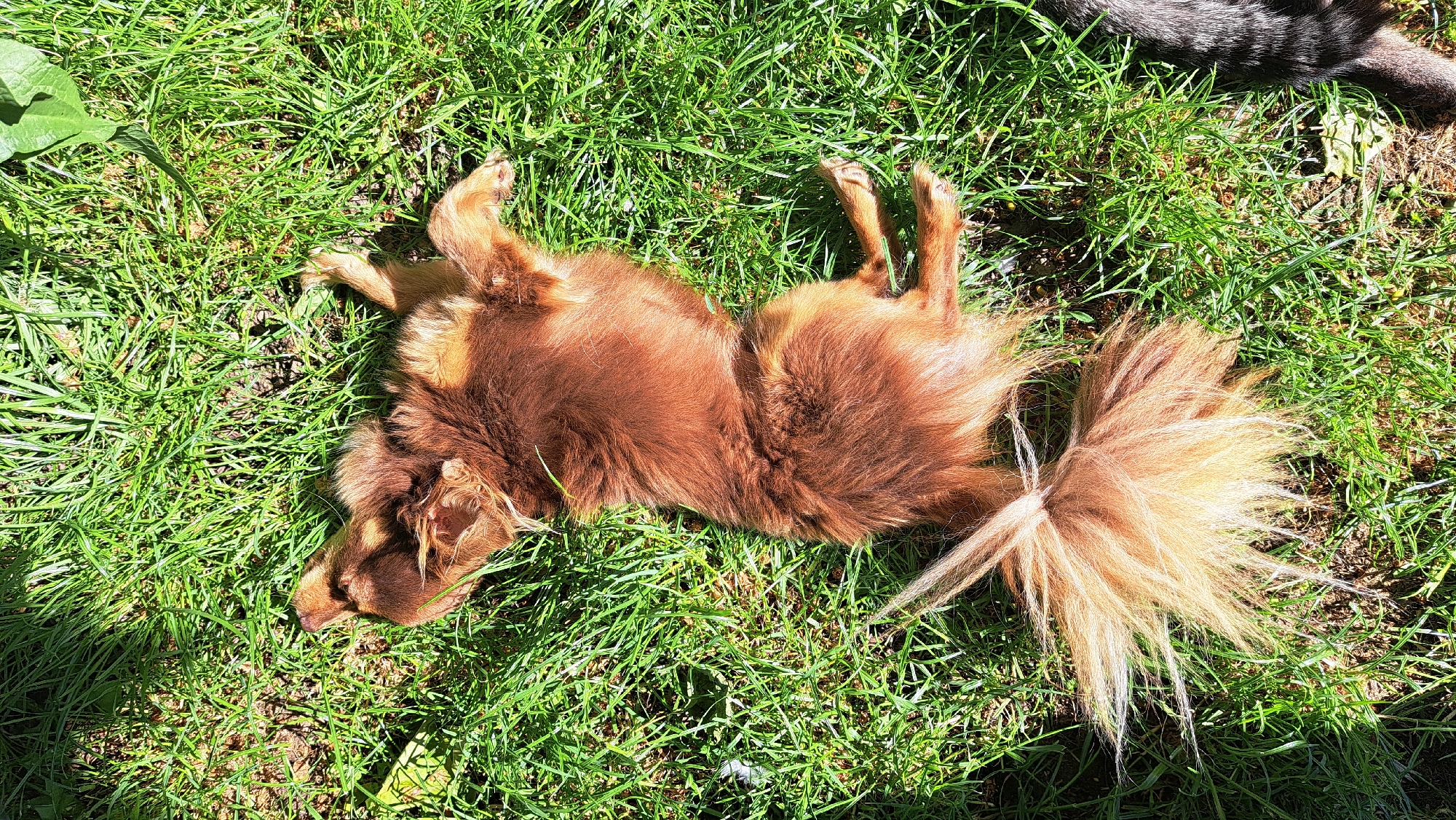 A reddish-brown dog with a fluffy tail lies on its back in green grass. The dog's legs are sticking up in the air. In the upper right corner of the image, part of a gray cat is visible. The scene is brightly lit with sunlight. The location is Unknown, Unknown.