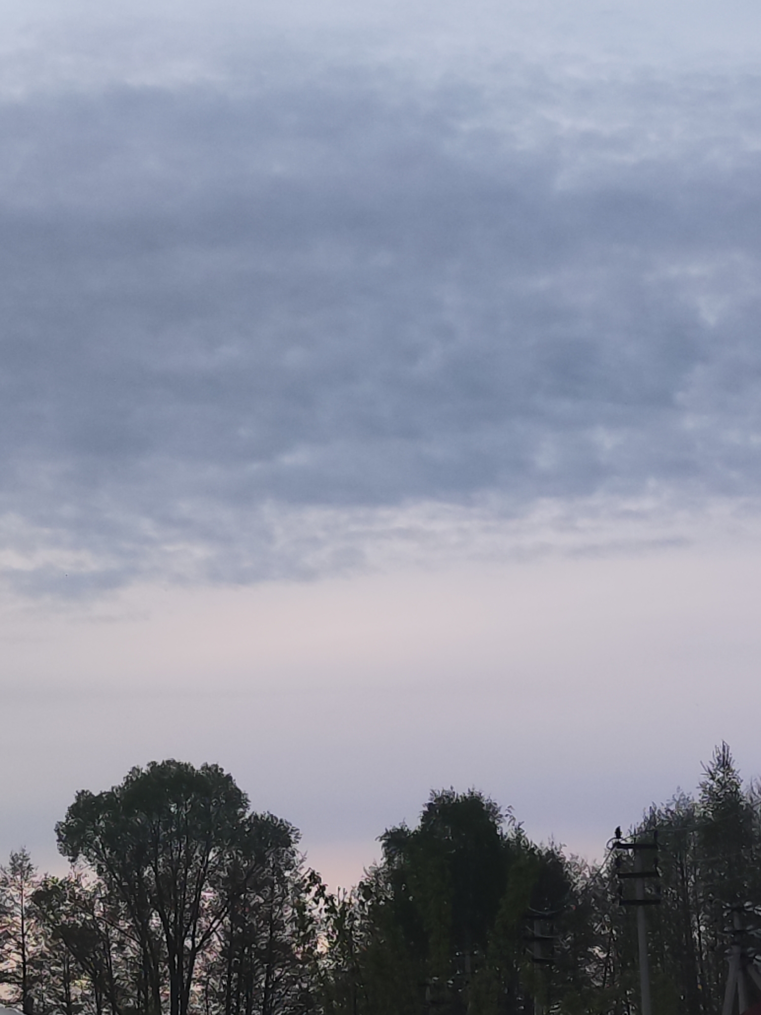 The image shows a cloudy sky above trees and utility poles. The sky is predominantly gray with hints of purple or pink near the horizon. The trees are silhouetted against the lighter sky. Utility poles are visible among the trees on the right side of the frame; a bird is perched on one of the lines. The location is Chaikovsky, Russia.