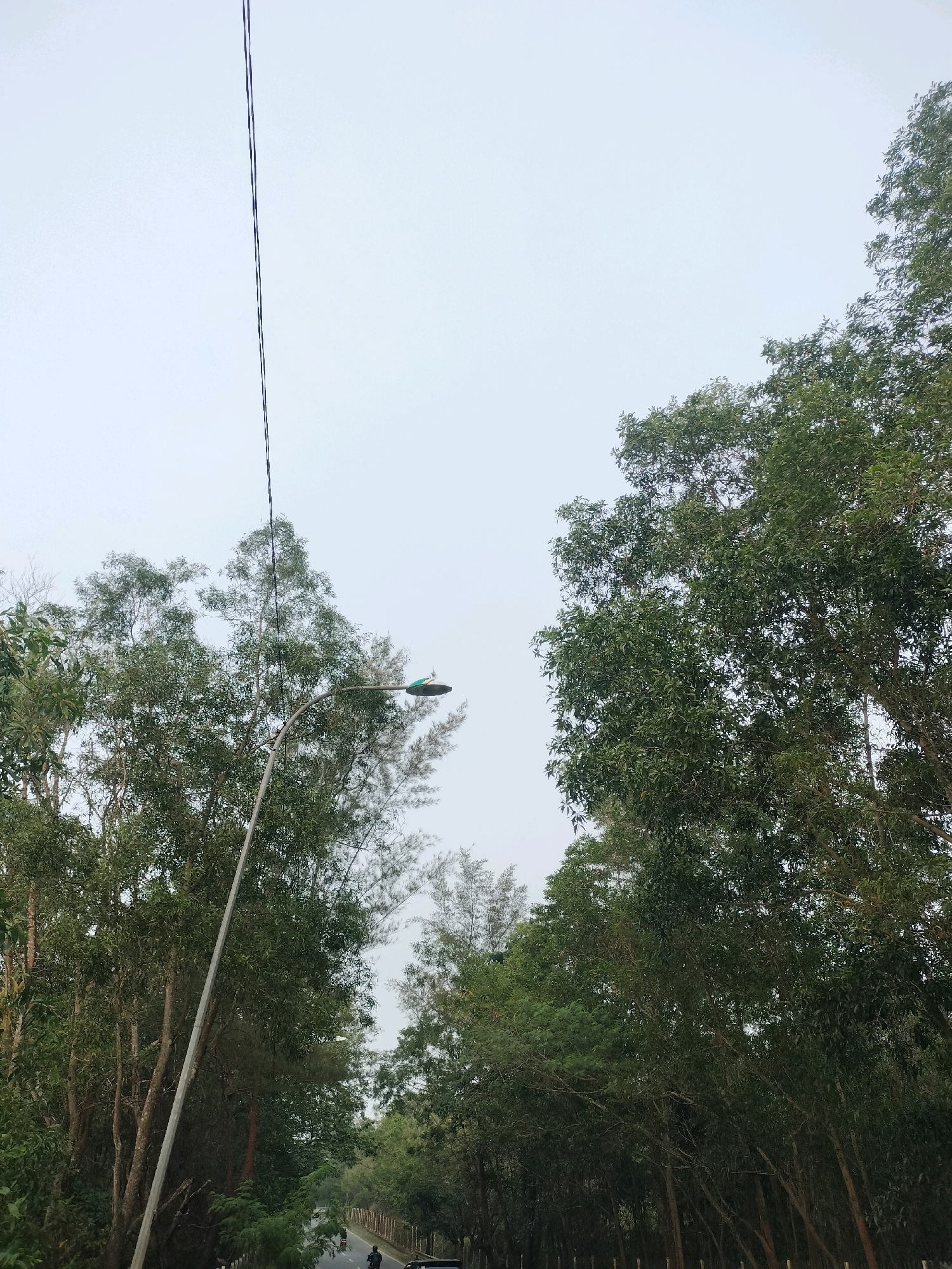 A streetlamp with a green cap is visible against a hazy sky, surrounded by lush green trees. The streetlamp is mounted on a curved pole that extends from the lower left of the image upwards towards the center. Two thin electrical wires are also visible, running vertically through the upper portion of the frame. The trees on the right are dense and leafy, creating a natural canopy that frames the sky. On the left, the trees are sparser, allowing glimpses of the sky and the electrical wires. In the distance, a road is visible with a few vehicles and a person on a motorcycle, suggesting a semi-urban or suburban environment. The overall impression is of a somewhat overcast day in a location with significant tree cover, likely a roadside in Batam, Indonesia, where such streetlights and dense foliage are common.