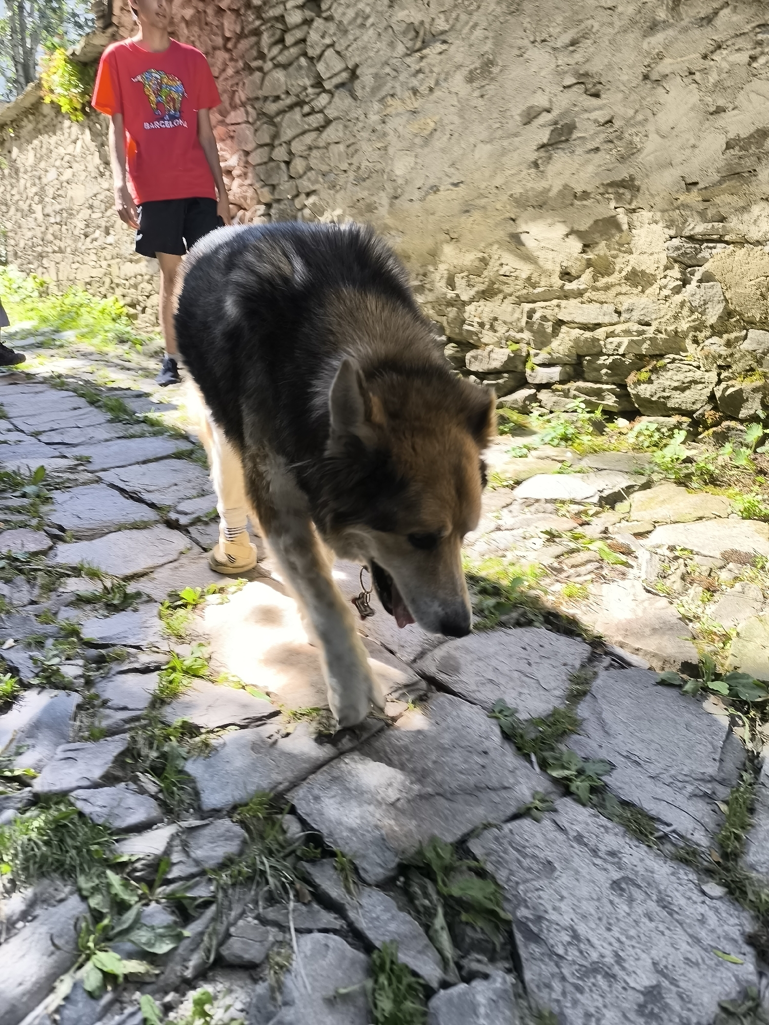 In Kovachevitsa, Bulgaria, a medium-sized dog with brown and black fur is walking on a cobblestone path. The dog is in the foreground, facing downwards and to the right, with its tongue slightly out. It wears a collar with a tag. Behind the dog, a young person wearing a red t-shirt with a graphic and black shorts is visible, standing on the path. The environment features a textured stone wall on the right side of the image and overgrown vegetation growing between the cobblestones. The scene is lit by sunlight, creating shadows on the ground.