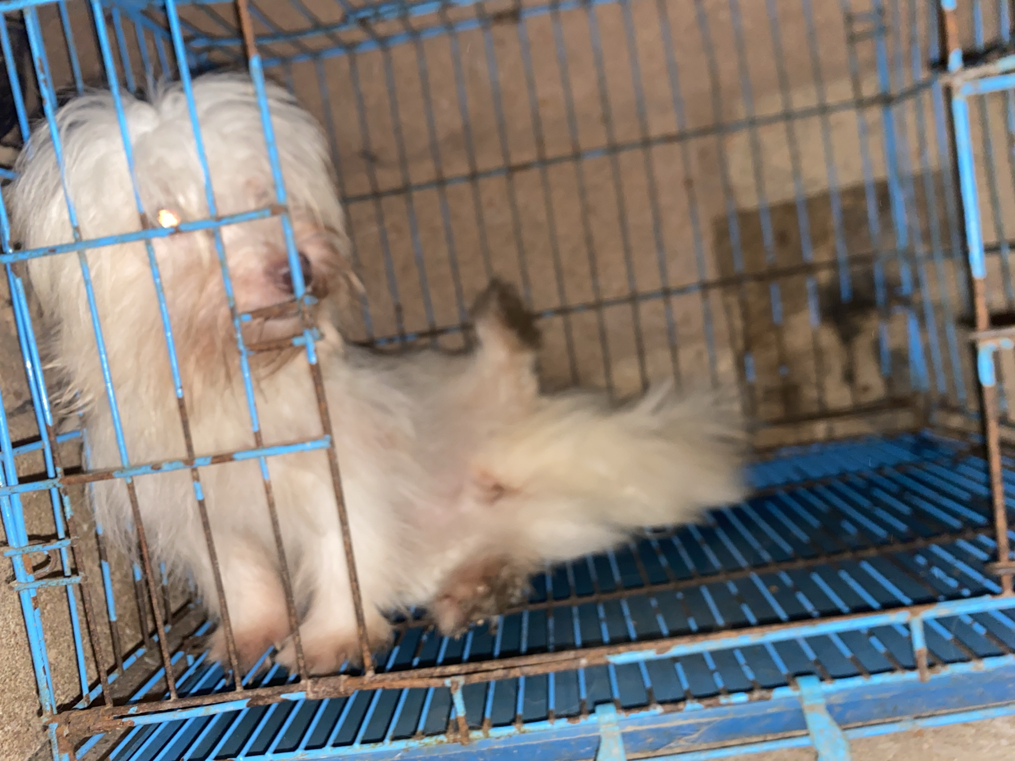 A fluffy white dog with reddish-brown smudges around its eyes and snout is lying inside a rusty blue metal cage. The cage has a slatted floor and sides, with some of the blue paint peeling off and rust visible. The dog is curled up, with its head resting on its paws and its tail fanned out behind it. The background appears to be a concrete or dirt surface. The image was taken indoors, as indicated by the lighting. The location is identified as Bukuru, Nigeria.