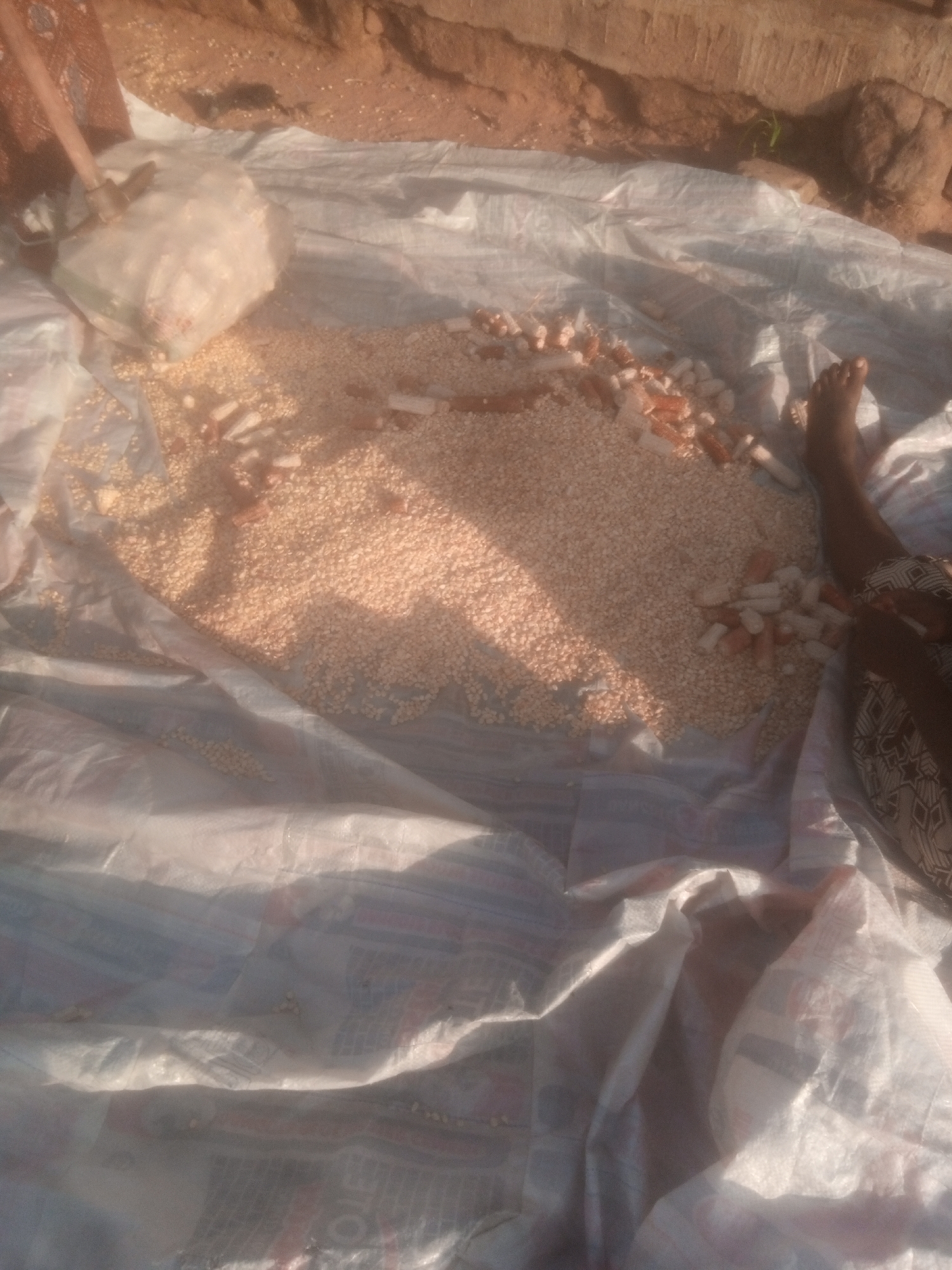 In Jalingo, Nigeria, a person's bare foot is visible on the right side of the frame, resting on a white tarp spread over a dirt surface. A pile of what appears to be shelled corn kernels occupies the center of the tarp, interspersed with pieces of corn cobs. A large, translucent plastic bag, partially filled with more kernels, is situated to the left of the pile, and a wooden tool, possibly a shovel or rake, is lodged within it. The background shows a textured, reddish-brown earthen wall or embankment, with some sparse green vegetation growing from it. The lighting suggests it is daytime.