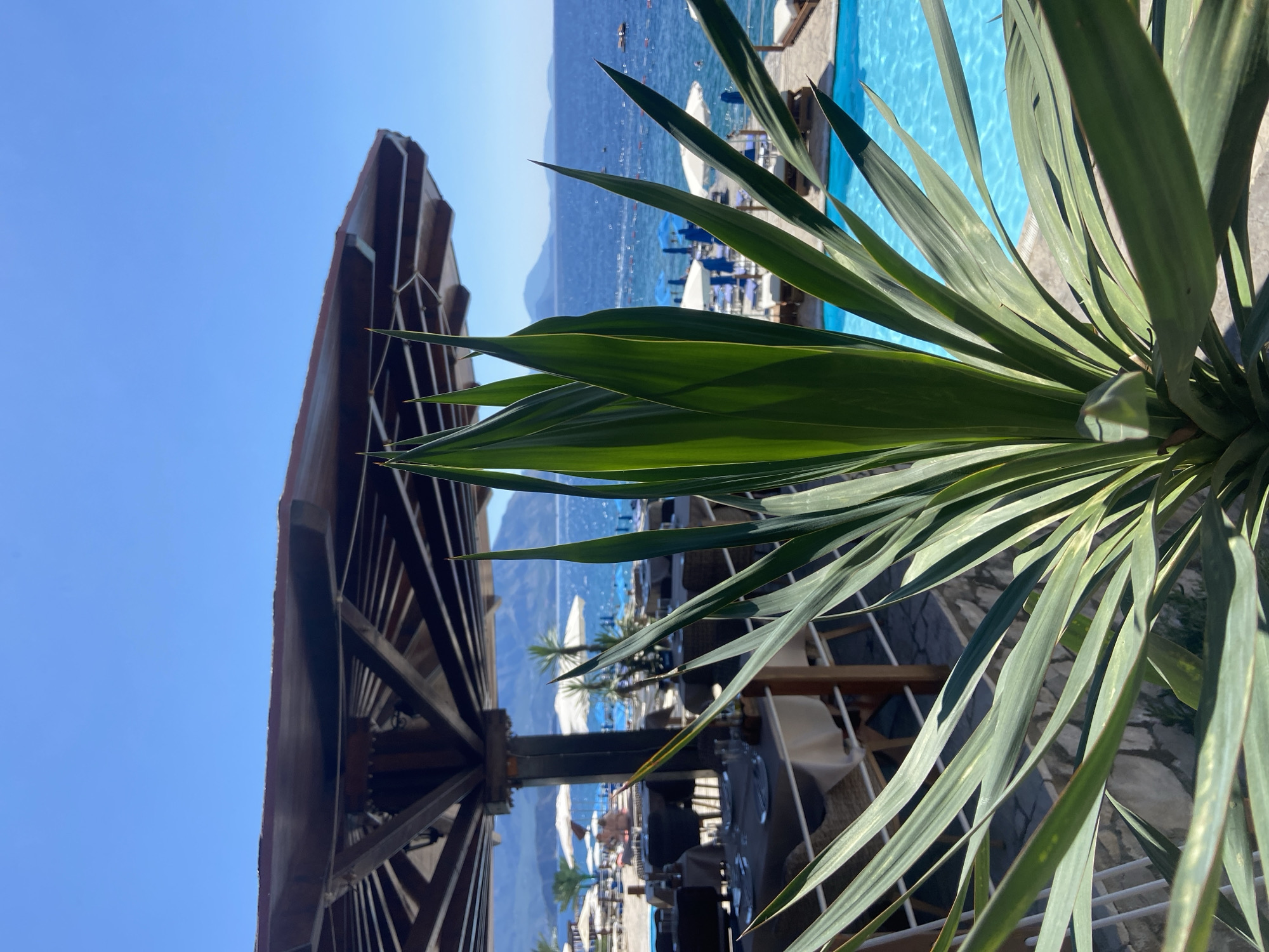 The image captures a sun-drenched scene in Prijevor, Montenegro, overlooking the Adriatic Sea. In the foreground, a spiky, green plant with long, slender leaves dominates the frame, its sharp points reaching towards the clear blue sky. Behind the plant, a large, dark brown umbrella with wooden supports provides shade over a restaurant area. Tables are set with white tablecloths and place settings, suggesting an outdoor dining experience. Further beyond, a vibrant turquoise swimming pool is visible, with lounge chairs and white umbrellas lining its edge. The sea stretches out to the horizon, dotted with small boats and framed by distant, hazy mountains. The overall impression is one of a tranquil resort or restaurant atmosphere, bathed in bright daylight.