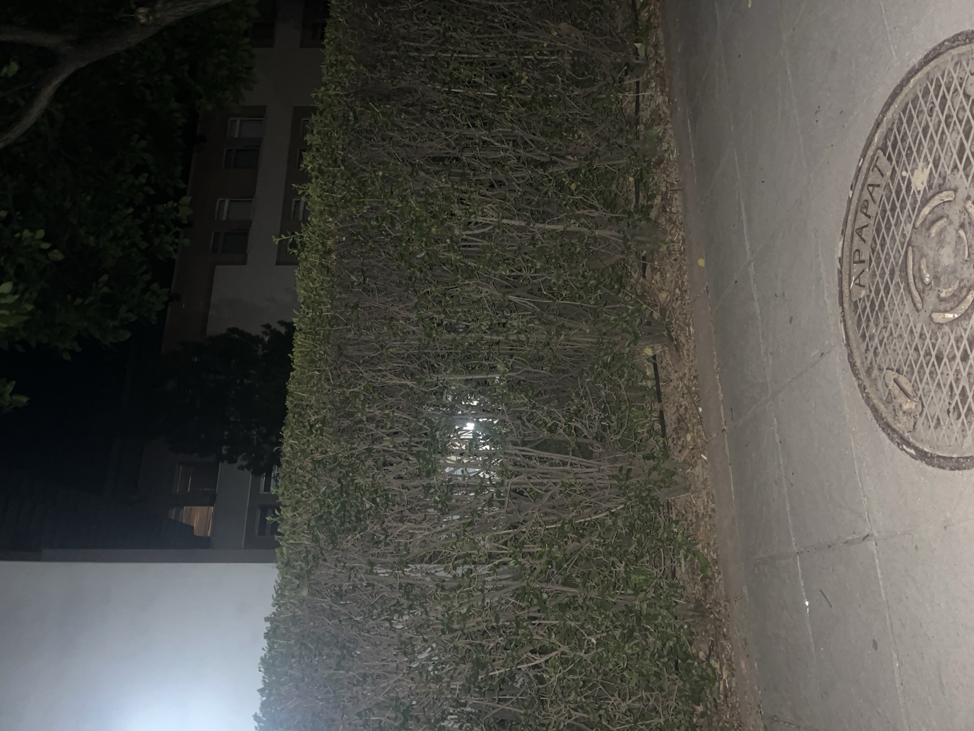 The image shows a street scene at night. A large, dense bush or hedge stands next to a paved sidewalk. On the sidewalk is a circular manhole cover with raised lettering which reads "APAT". Behind the bush is a building with windows visible through the foliage. The location is most likely Blagoevgrad, Bulgaria due to the lettering on the manhole.