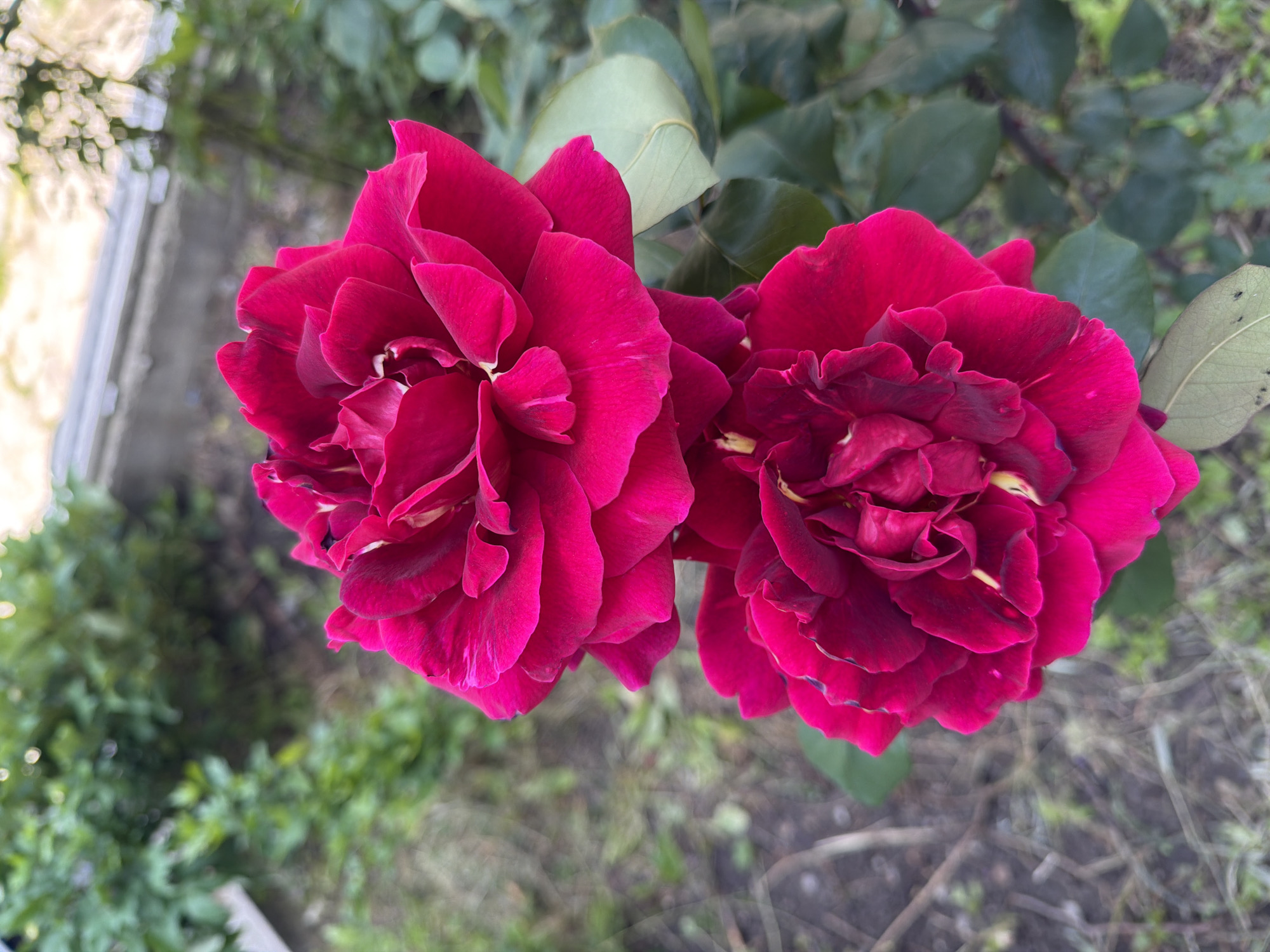 Two large, fully opened red roses are centered in the frame, with the rose on the left slightly closer to the viewer. The roses are in a garden or green space, with blurred green foliage and some out-of-focus ground visible in the background. A sliver of what appears to be a wooden structure or fence can be seen on the left side of the frame, partially obscured by foliage. Based on the flora and typical urban green spaces, the location may be in a residential area of Sofia, Bulgaria.