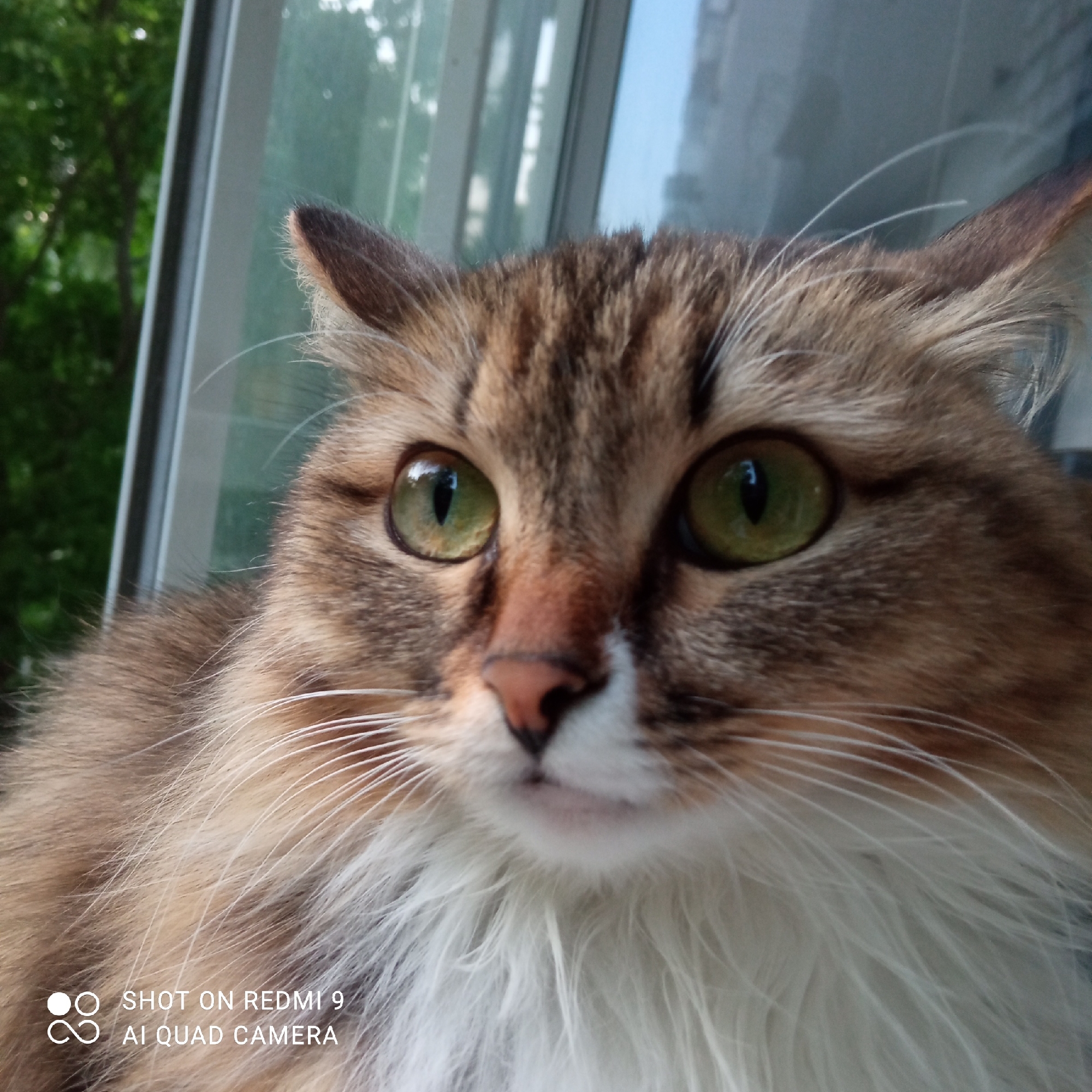 A close-up, eye-level shot features a cat with green eyes, brown and white fur, and a pink nose. The cat is indoors, positioned in front of a window. Outside the window, green foliage is visible. The lower left corner of the image contains a watermark indicating the photo was taken with a Redmi 9 AI Quad Camera. The location is Chaikovsky, Russia.
