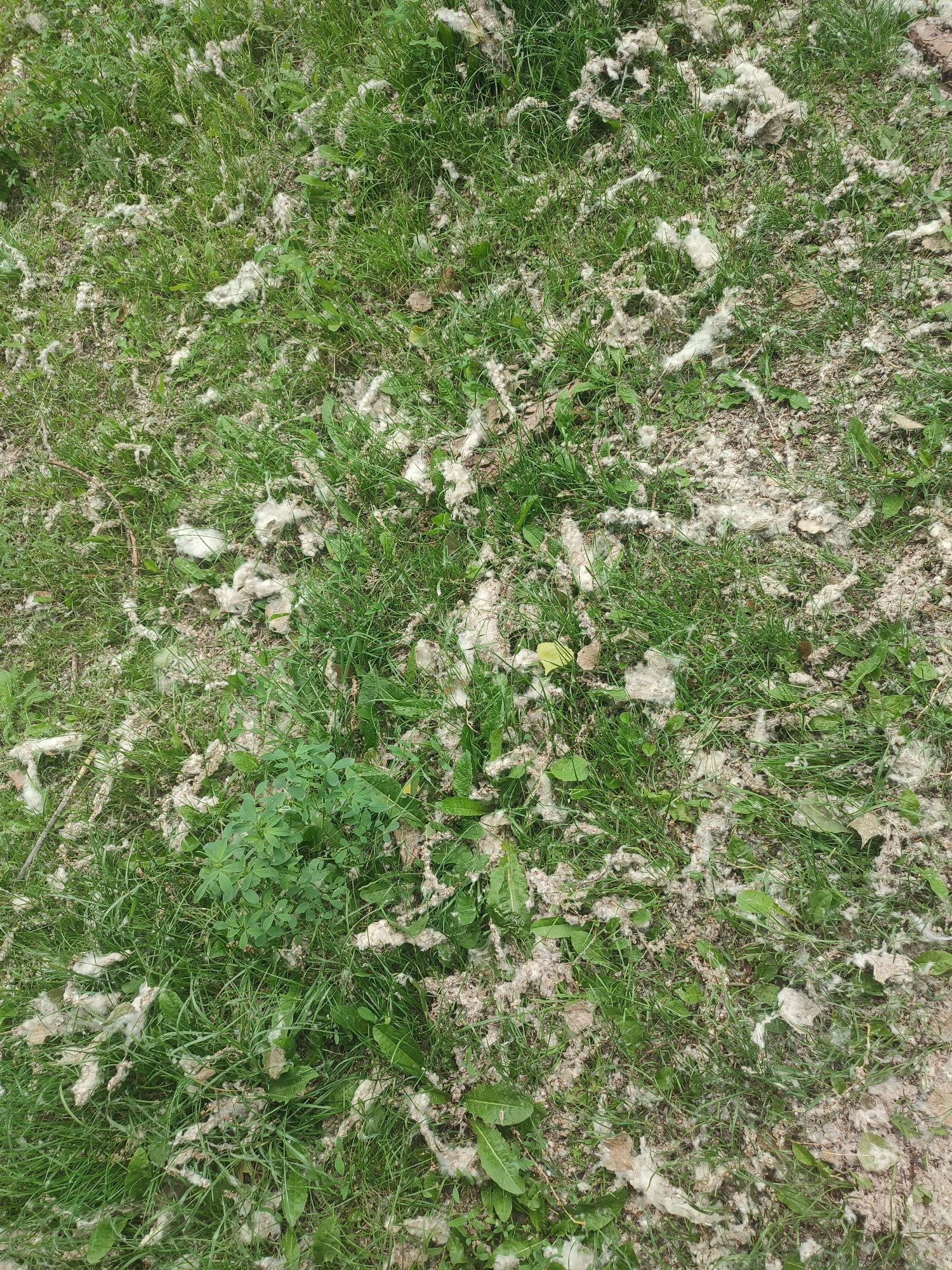 This is a high-angle, full shot of a patch of grass with white, fluffy debris scattered across it. The debris appears to be cottonwood fluff or something similar, mixed with dried leaves and dirt. The grass is green and varies in height, with some areas appearing denser than others. There is a small cluster of green leafy plants in the lower left quadrant of the image. The overall scene suggests an outdoor environment, likely a park or yard, in Kriukivshchyna, Ukraine, during a time when cottonwood trees are shedding. No people or animals are visible.