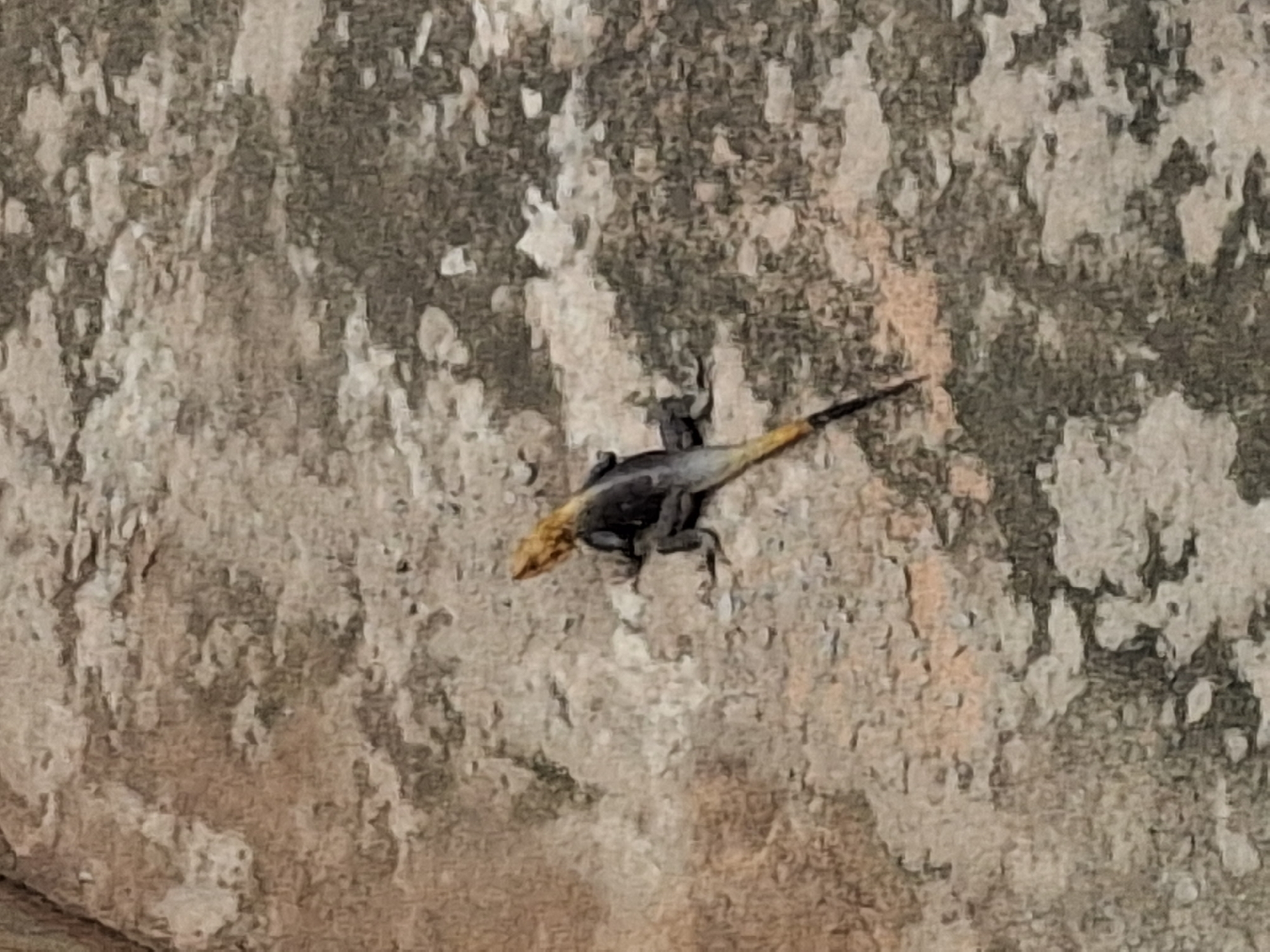 The image depicts a lizard on a textured surface, likely a wall or ground, with mottled brown and grey coloring. The lizard, with a yellowish head and dark body, is positioned in the center of the frame, facing to the right. Its tail tapers to a point and extends towards the bottom right of the image. The surface it rests on has a rough, uneven texture with variations in light and shadow. The image does not provide any specific context for its location within the city of Gombe, Nigeria.