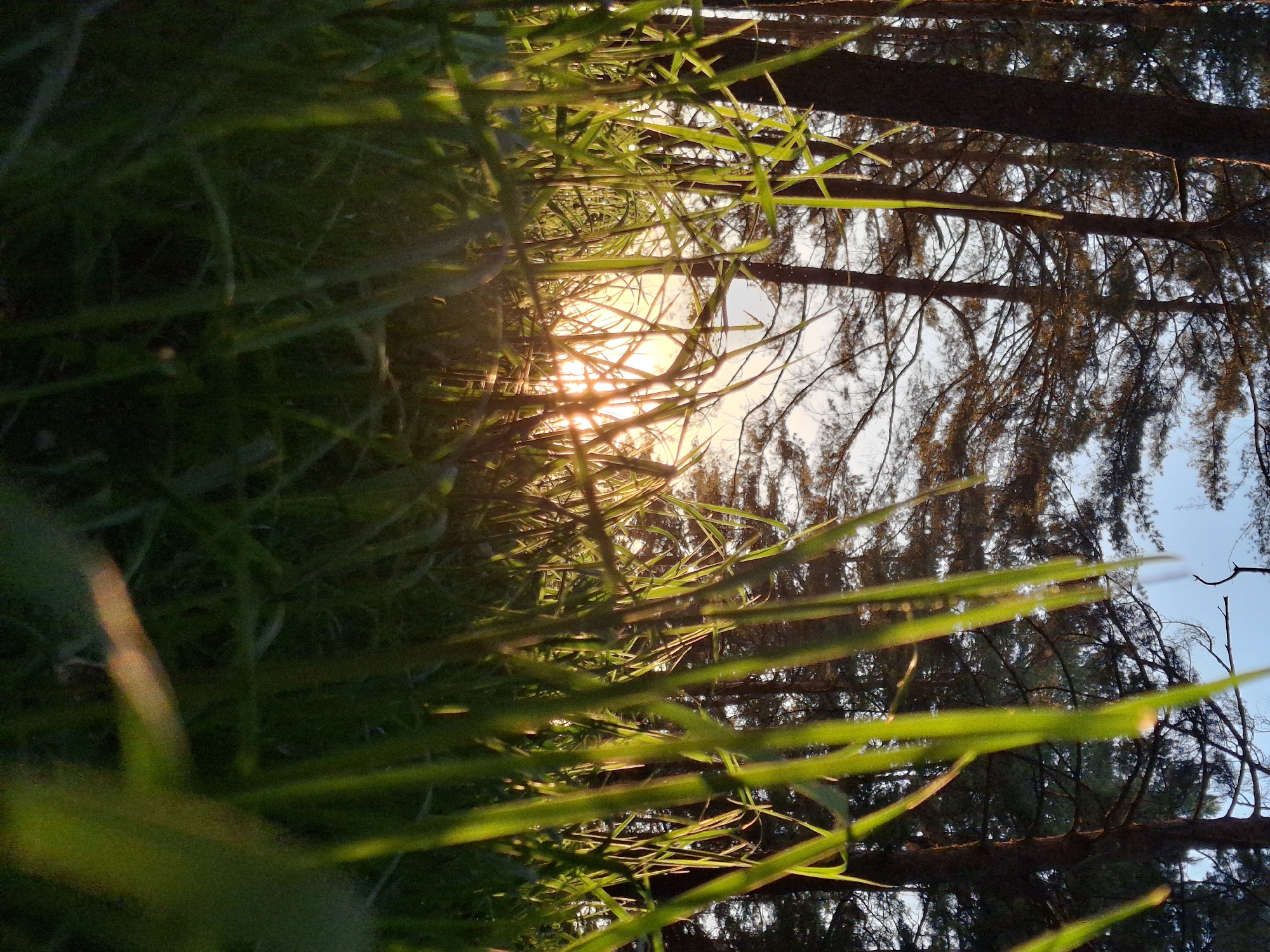 The image shows a low-angle view of grass and tree branches with the sun shining through, possibly located in Chaikovsky, Russia. The foreground consists of green grass blades, some in focus and others blurred. The middle ground features tree branches and foliage, creating a dense pattern. The background includes the sky, visible through gaps in the trees. The sun's rays are partially obscured by the grass and branches, creating a bright glow.