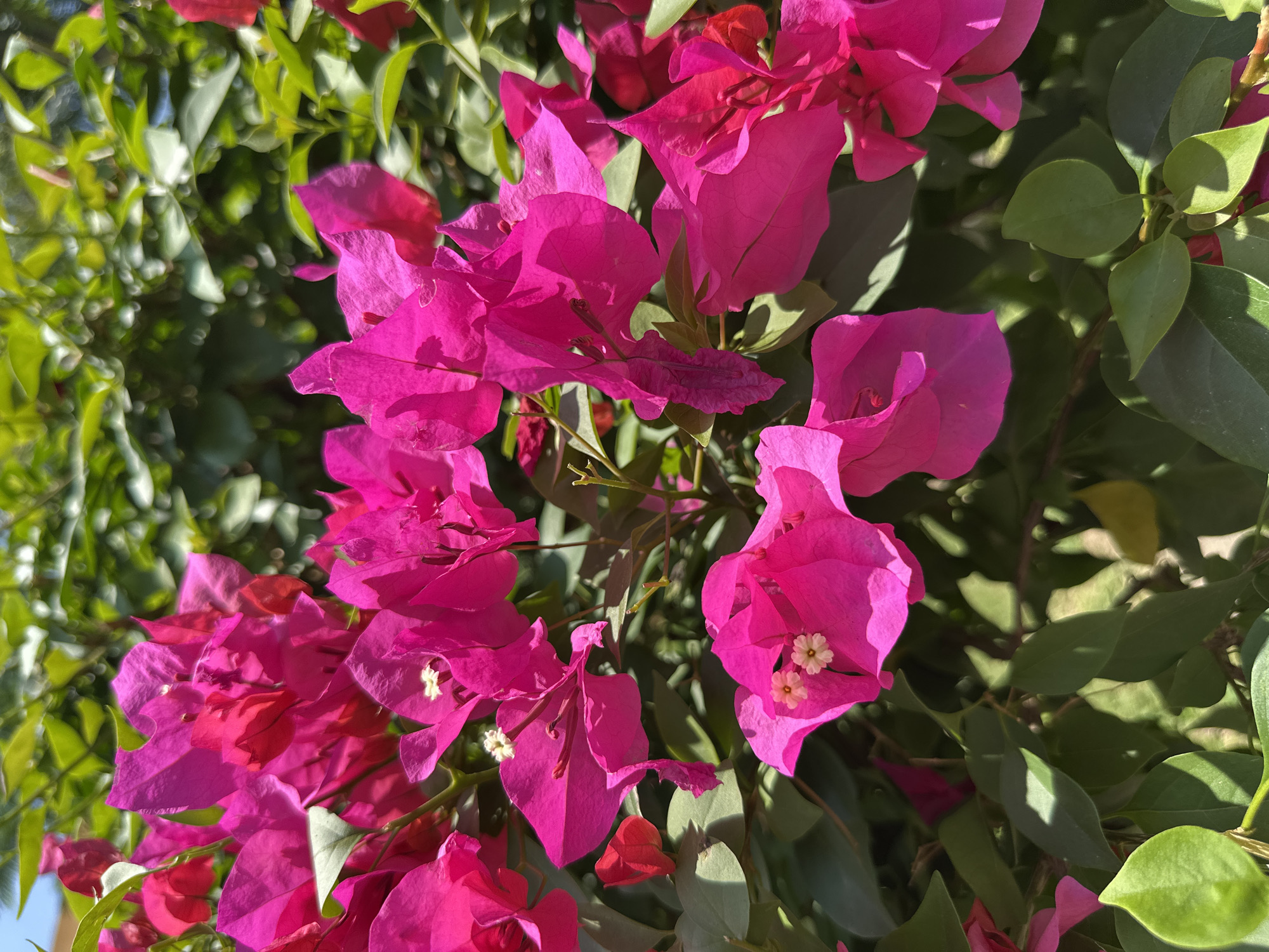 The image shows a cluster of bright pink bougainvillea flowers in full bloom, interspersed with green leaves. The flowers are the dominant feature, exhibiting a vibrant color. Small, white, star-shaped blossoms are visible within some of the pink bracts. The surrounding foliage includes green leaves with smooth edges and visible veins. The location in Jicarero, Mexico, is not evident from the image alone.