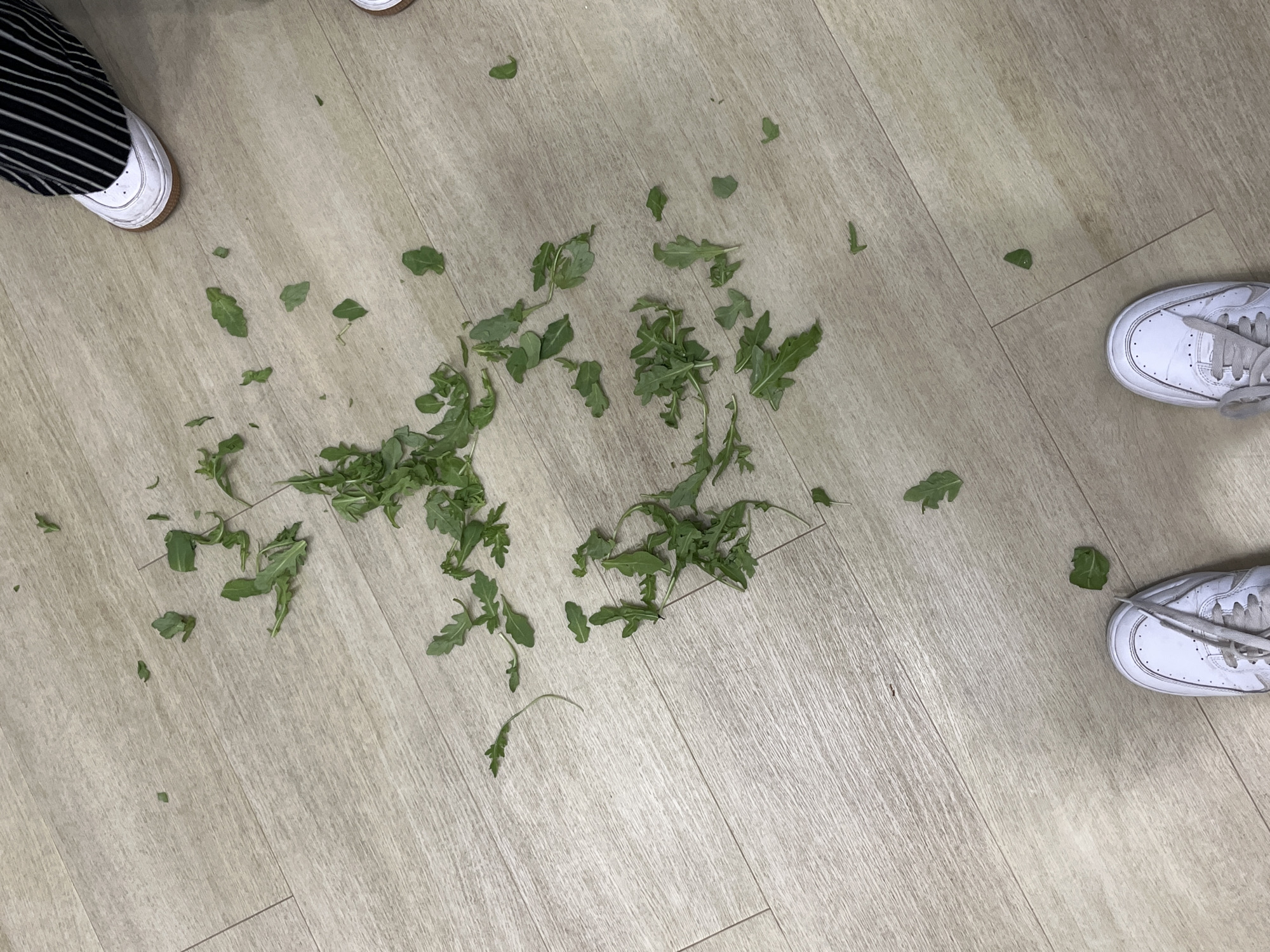 The image shows a close-up, high-angle view of a pile of arugula leaves scattered on a light-colored wooden floor. Two pairs of white sneakers are visible in the frame, one in the bottom left and one in the top right. The person in the top right is wearing black and white striped pants. The scene appears to be indoors, likely a kitchen or dining area, with no discernible connection to Plovdiv, Bulgaria. The lighting is natural, casting faint shadows. The leaves are fresh and green, with some showing signs of wilting. The wooden floor is clean, with visible grain patterns and subtle lines marking the planks.